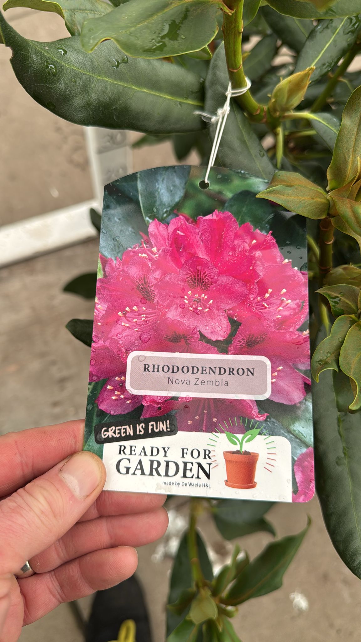 Rhododendron 'Nova Zembla' 10L