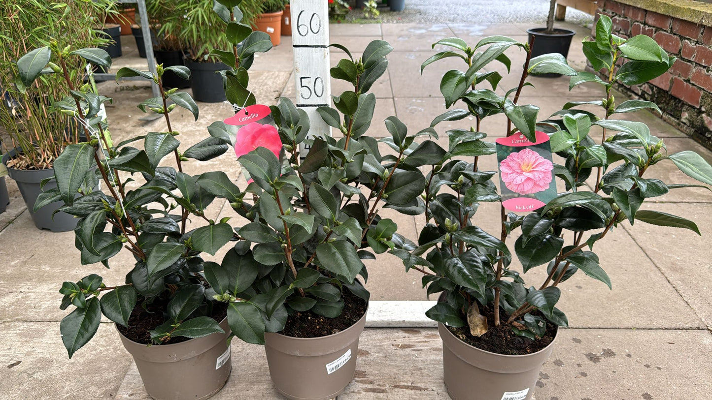 Camellia 5L