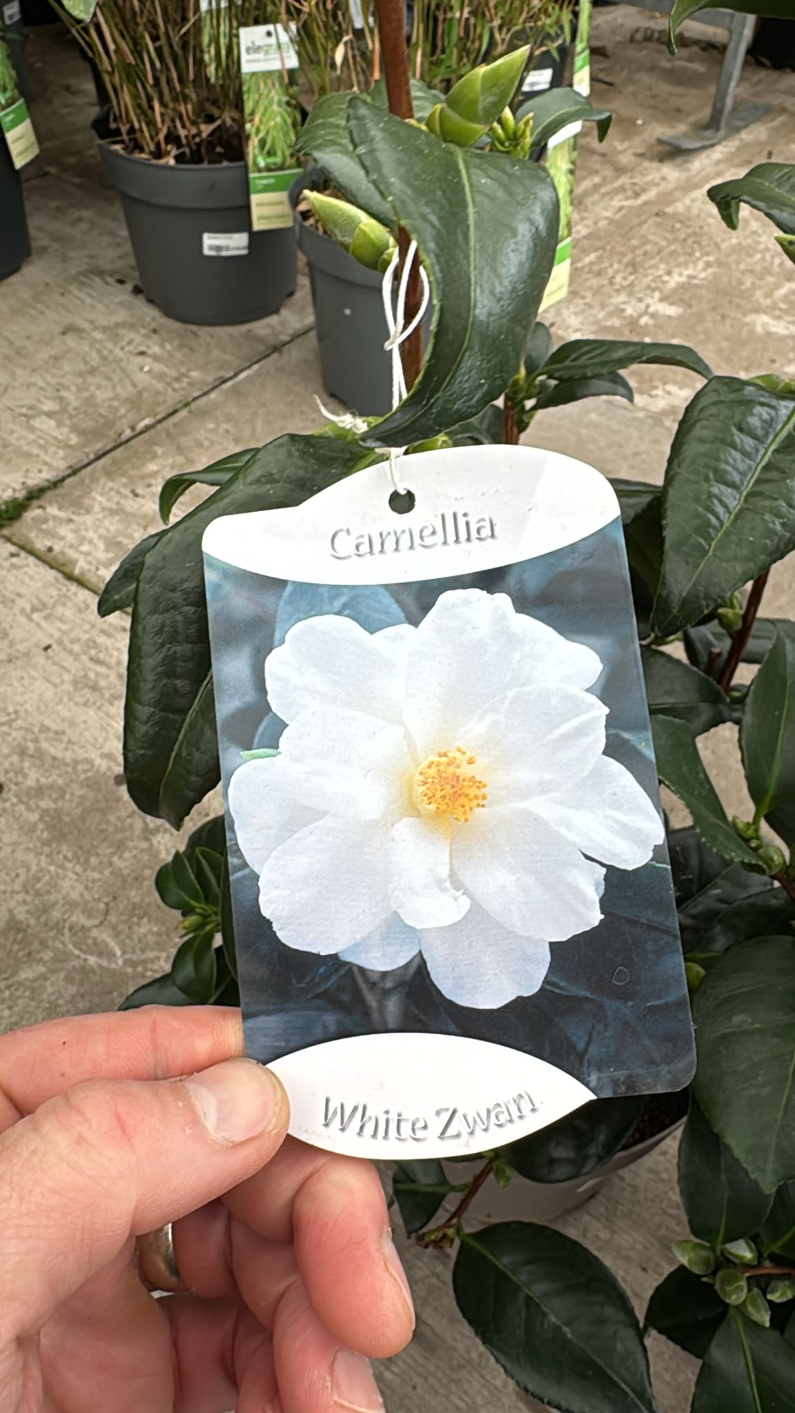 Camellia 5L