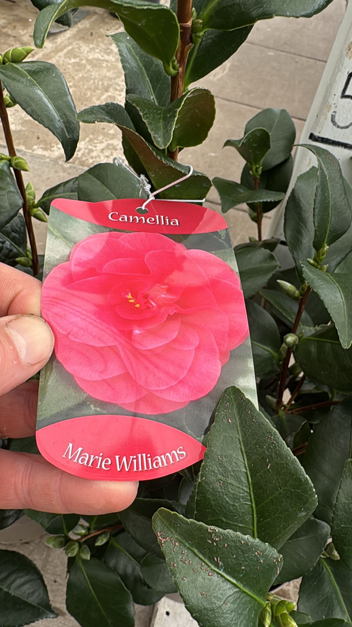 Camellia 5L