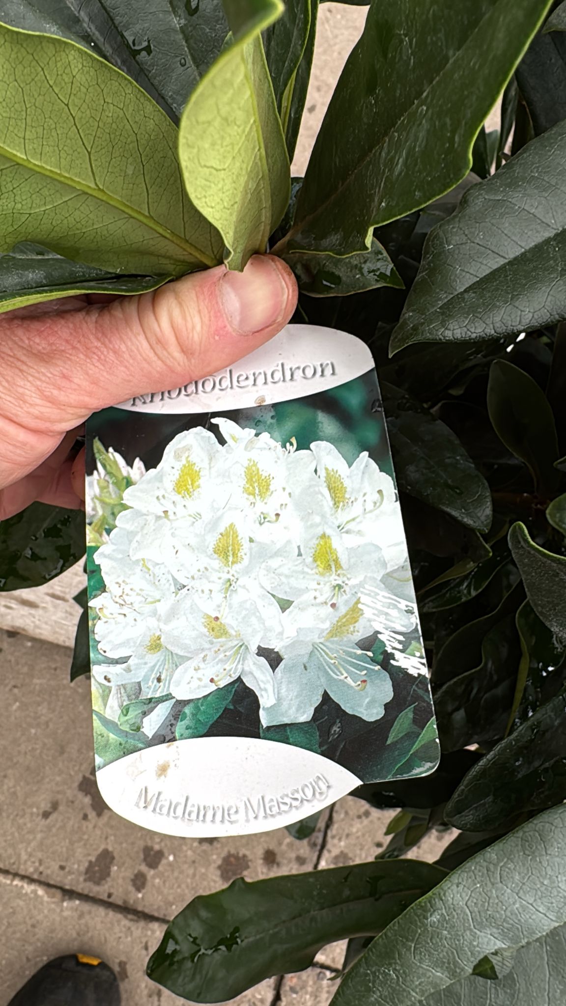 Rhododendron 'Madame Masson' 5L