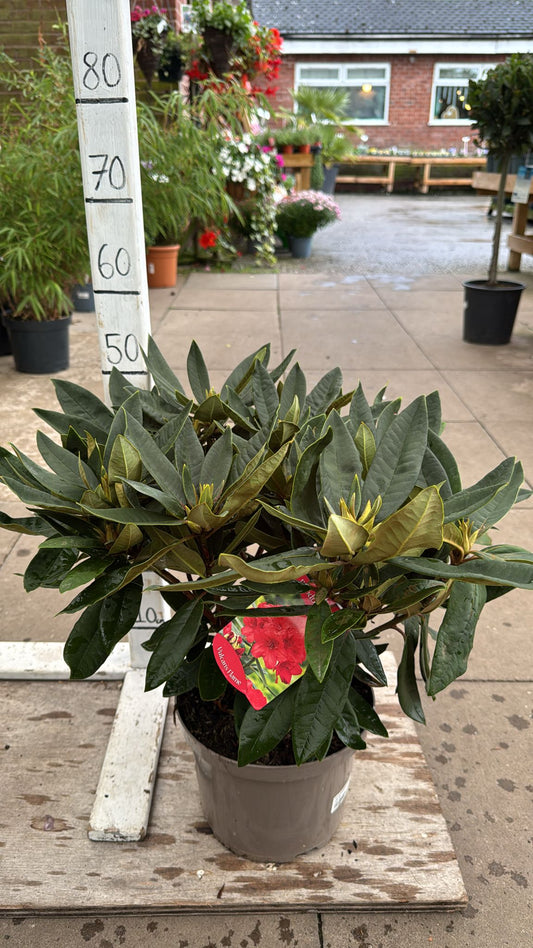 Rhododendron 'Vulcan's Flame' 5L