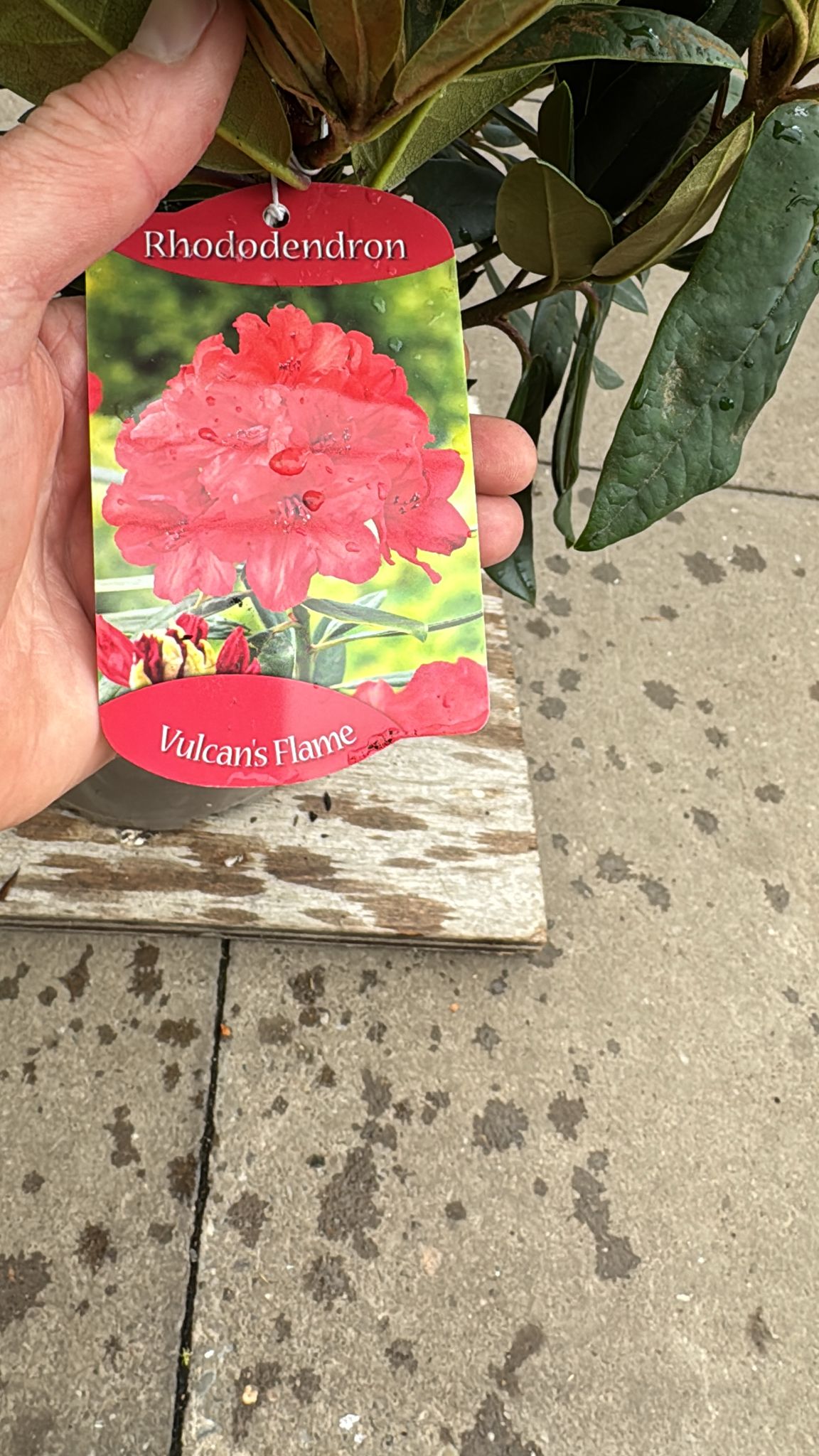 Rhododendron 'Vulcan's Flame' 5L
