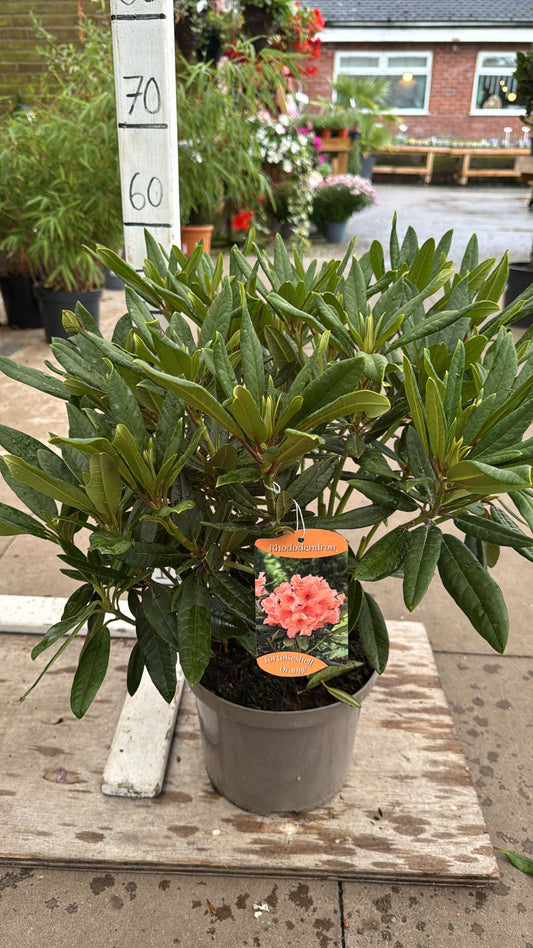 Rhododendron 'Tortoiseshell Orange' 5L