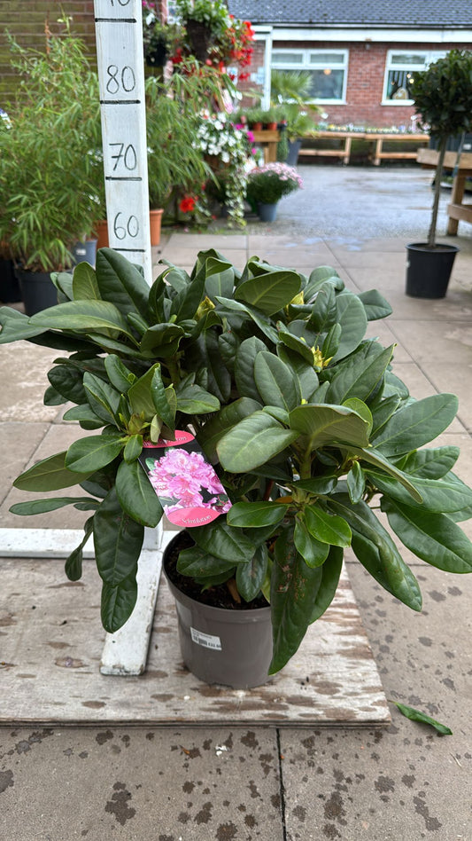 Rhododendron 'Sclintilation' 5L