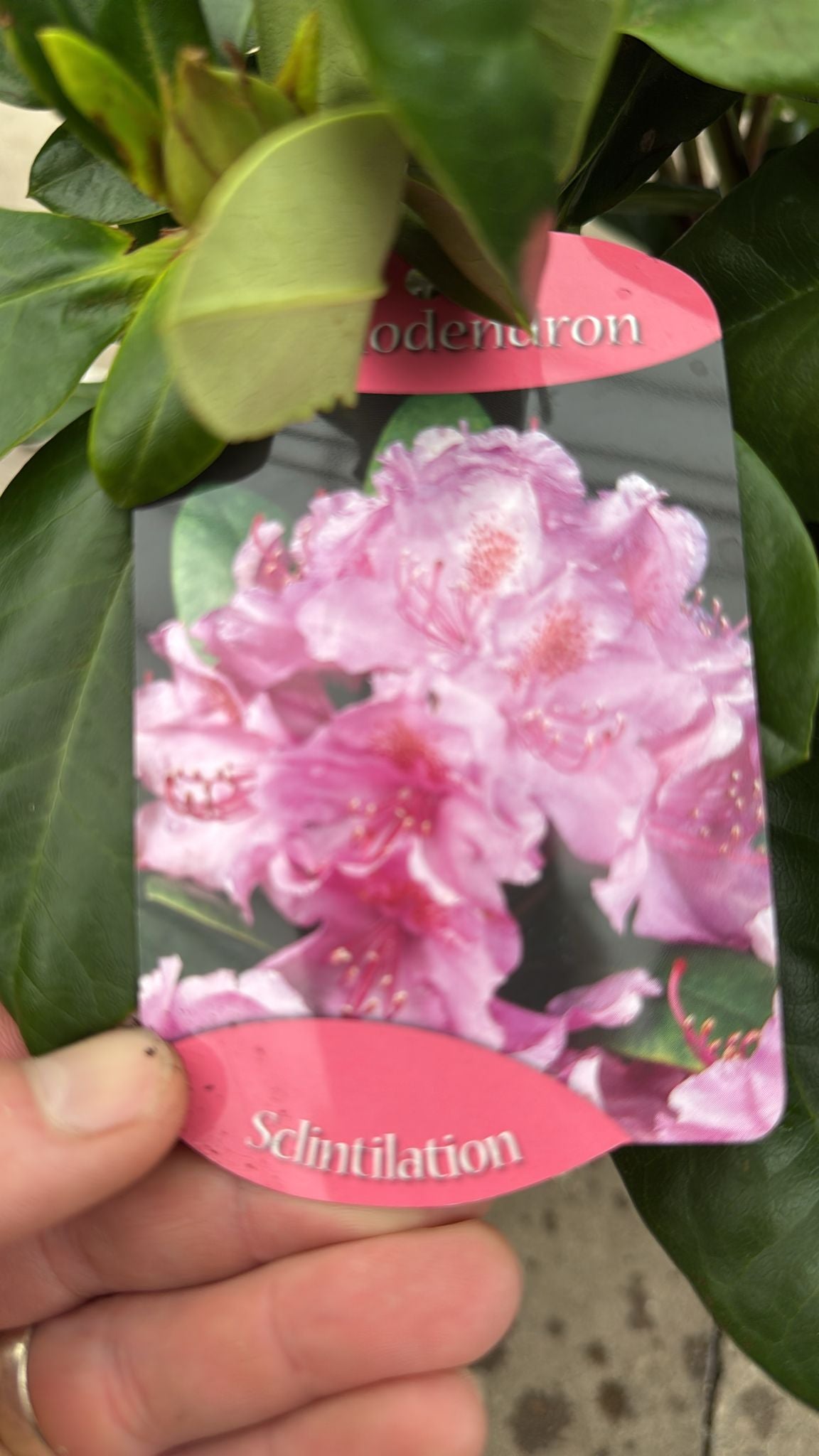 Rhododendron 'Sclintilation' 5L