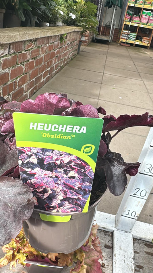 Heuchera 'Obsidian'. 2L