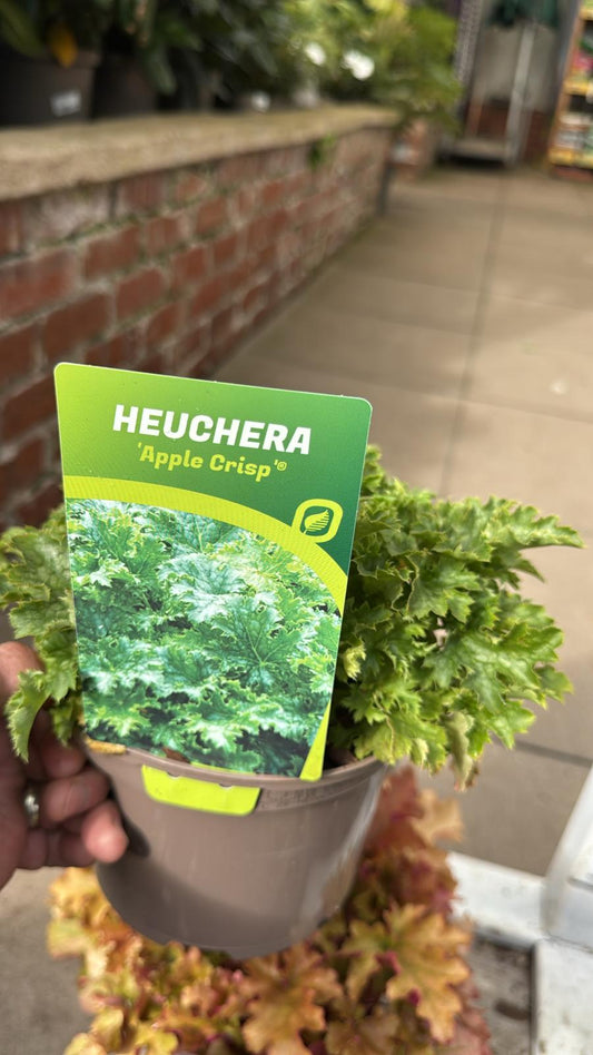 Heuchera 'Apple Crisp' 2L
