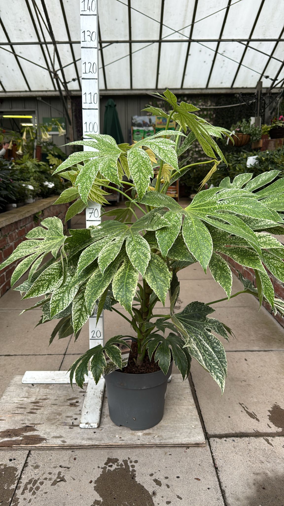 Fatsia Spiders Web. 10L