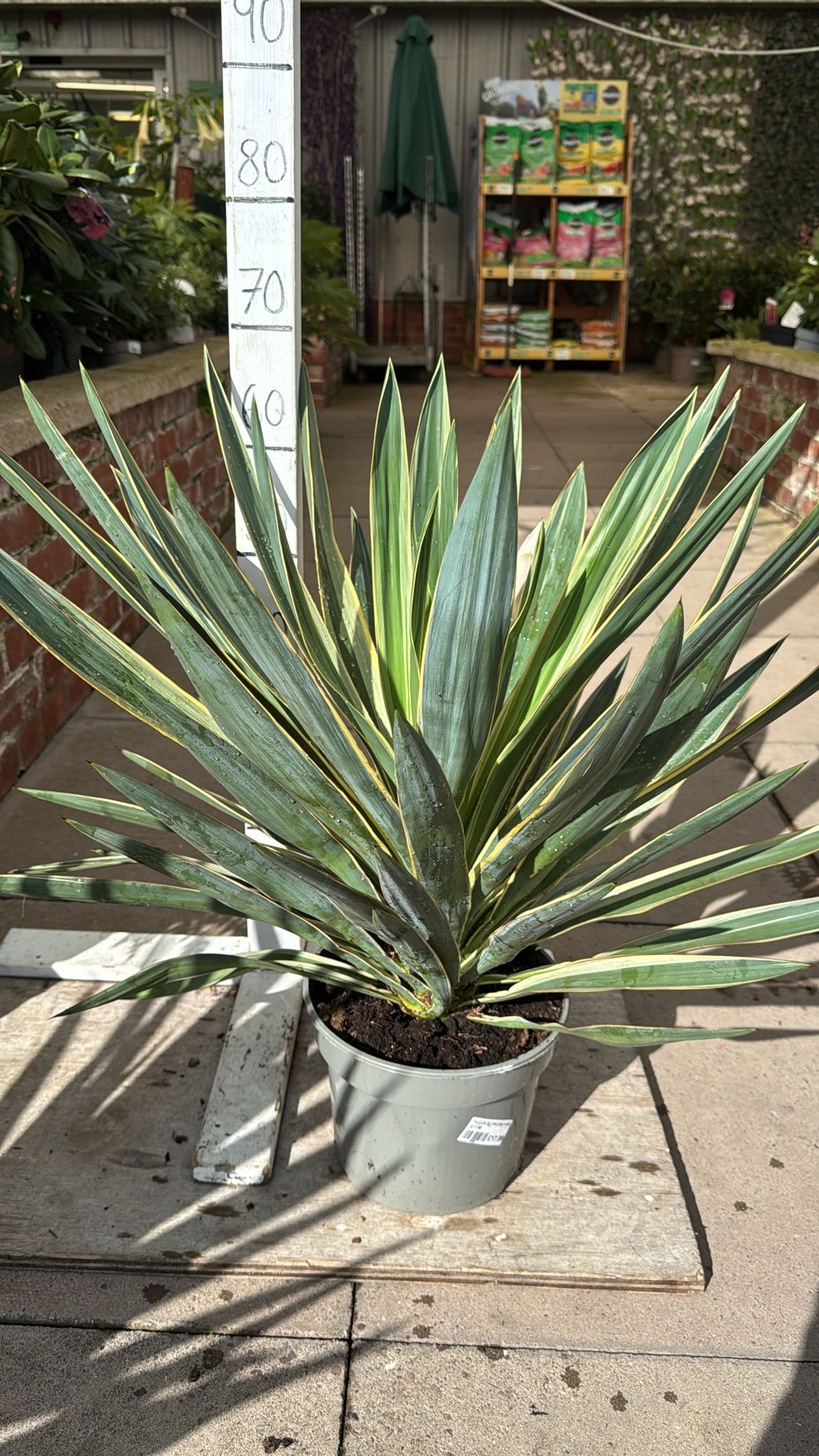 Yucca Gloriosa Variegata 4L