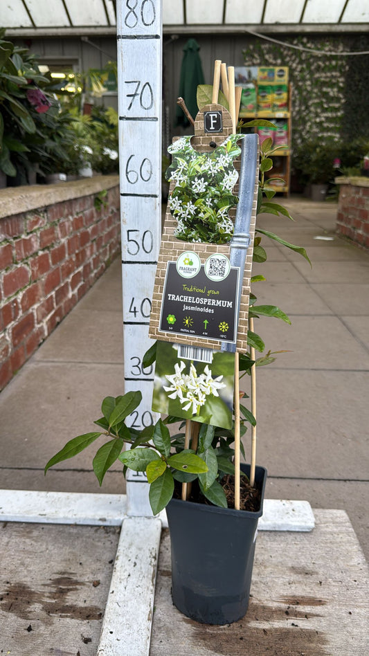 Jasmine 'Tracjelospermum' 2L