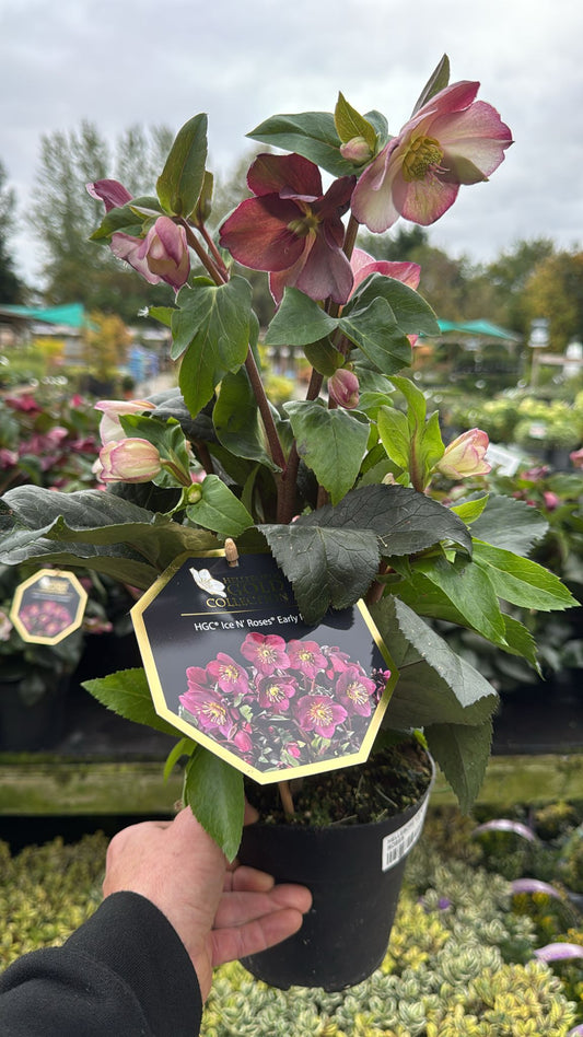 Hellebore Ice N Roses Early Red 1.5L