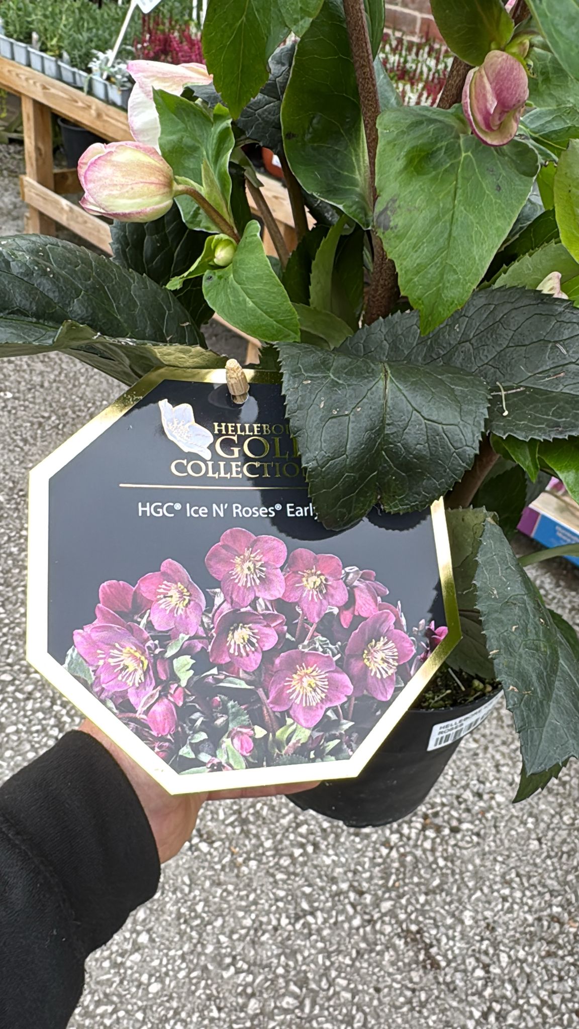 Hellebore Ice N Roses Early Red 1.5L