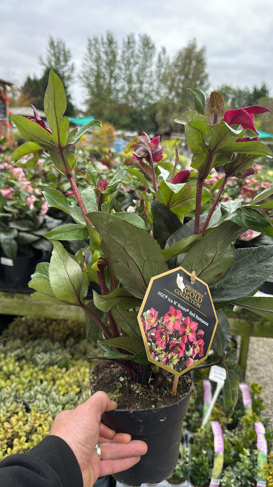 Hellebore Ice N Roses Red Romance 1.5L