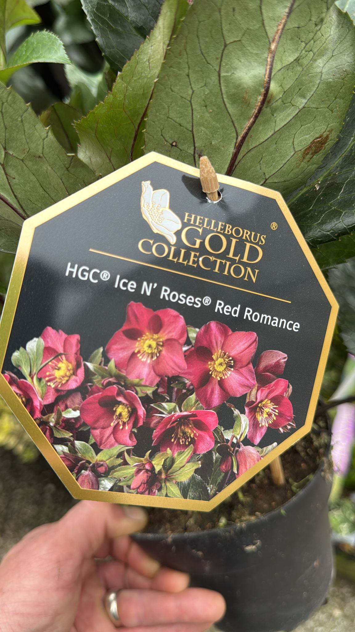 Hellebore Ice N Roses Red Romance 1.5L