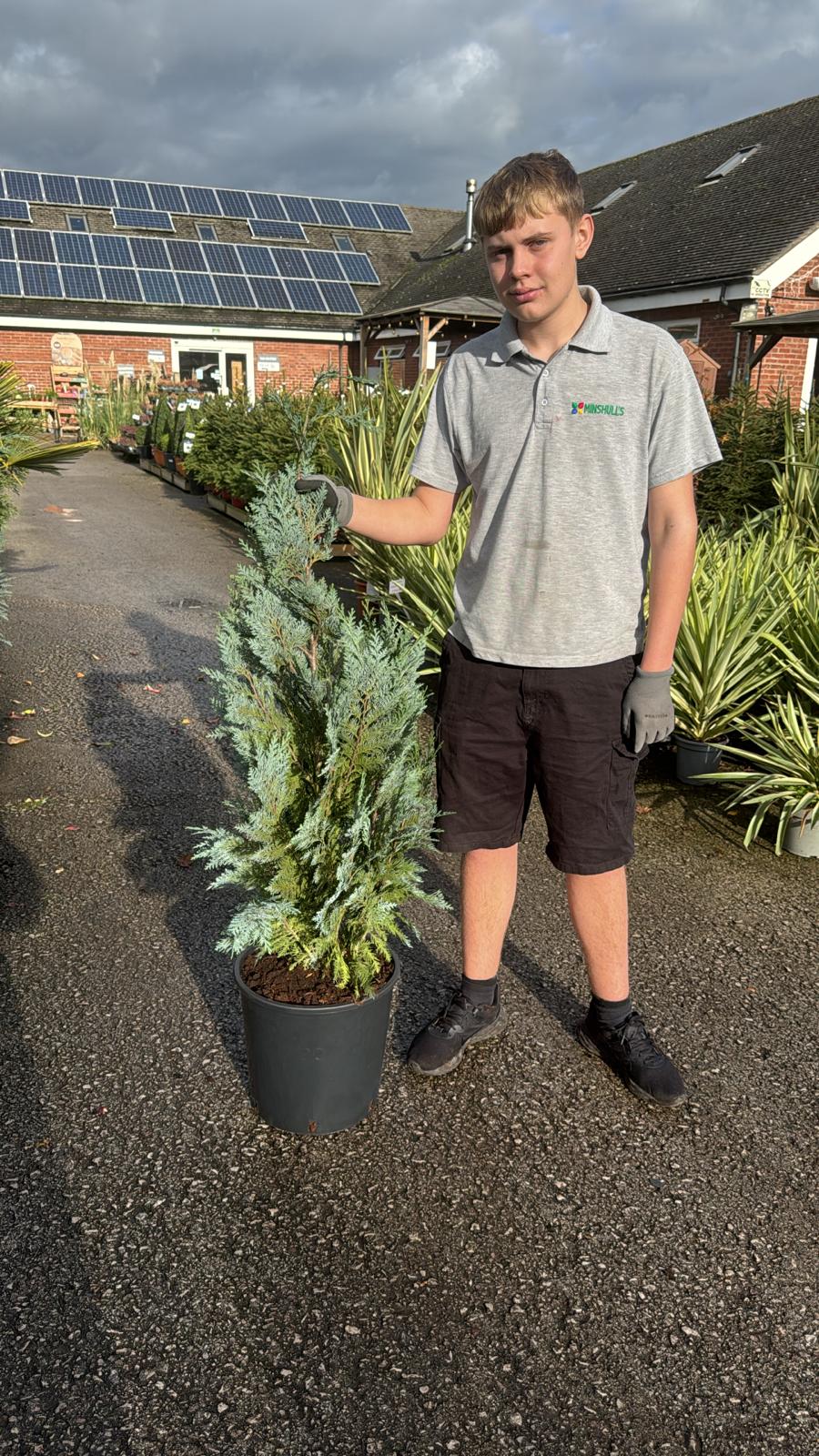 Chamaecyparis Columnaris Rootball 80-100cm (Delivery within 12 miles £10.99).