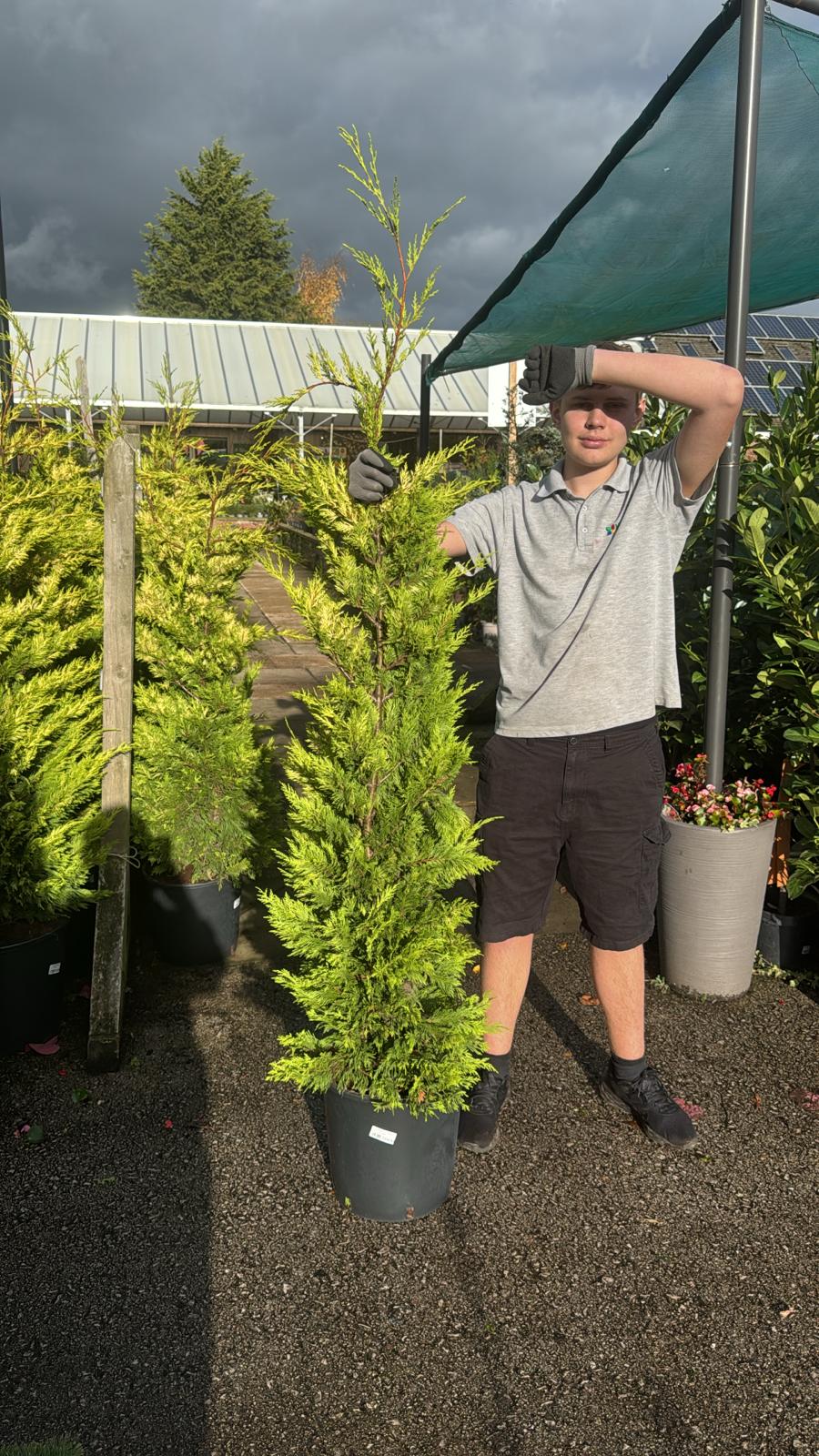 Cupressocyparis Gold Ryder Rootball 125cm (Delivery within 12 miles £10.99).