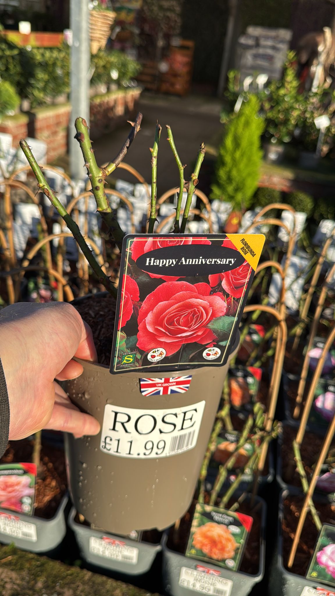 Floribunda Rose 'Happy Anniversary' 3L