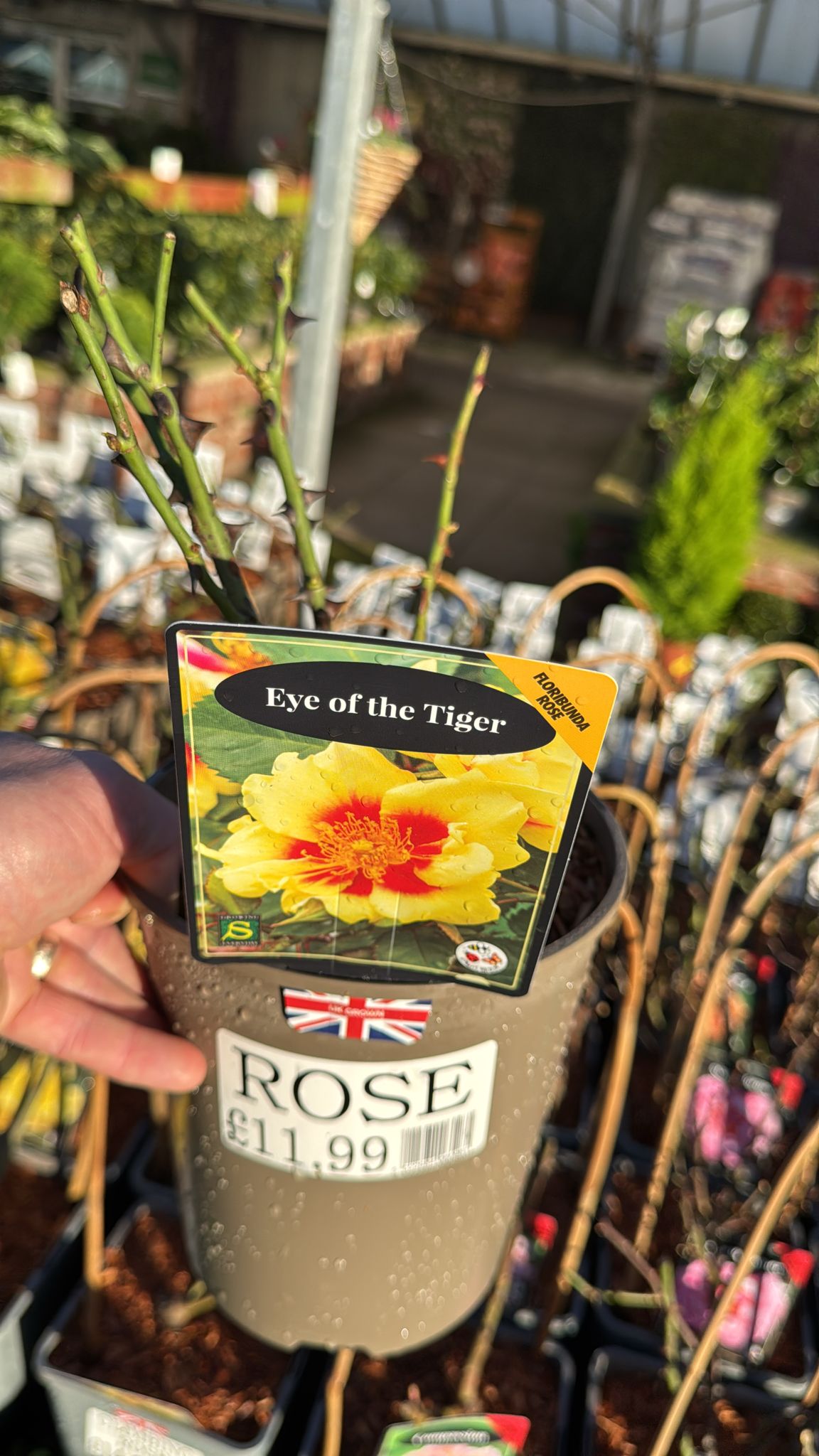 Floribunda Rose 'Eye of the Tiger' 3L