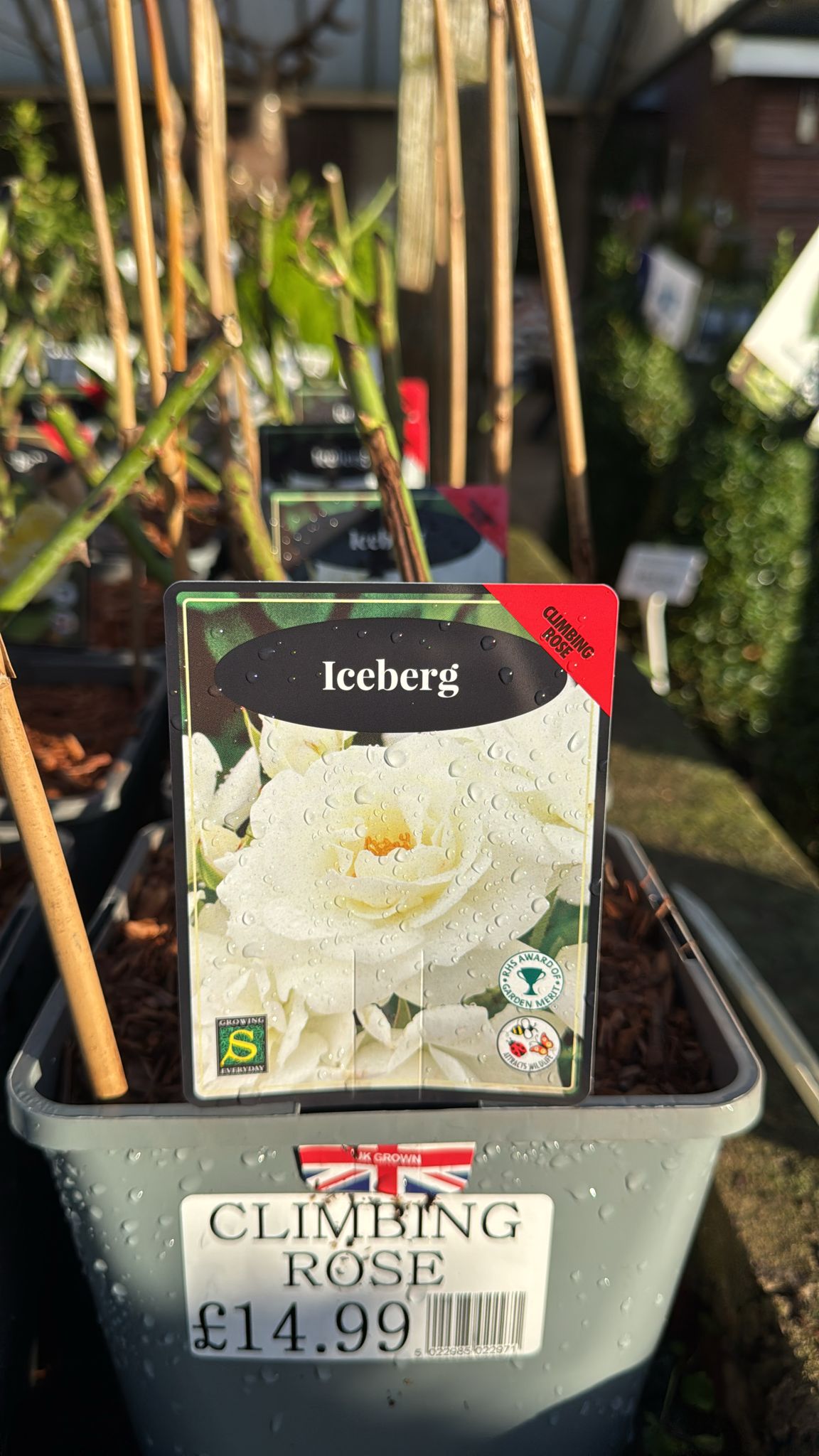 'Iceberg' Climbing Rose 4L