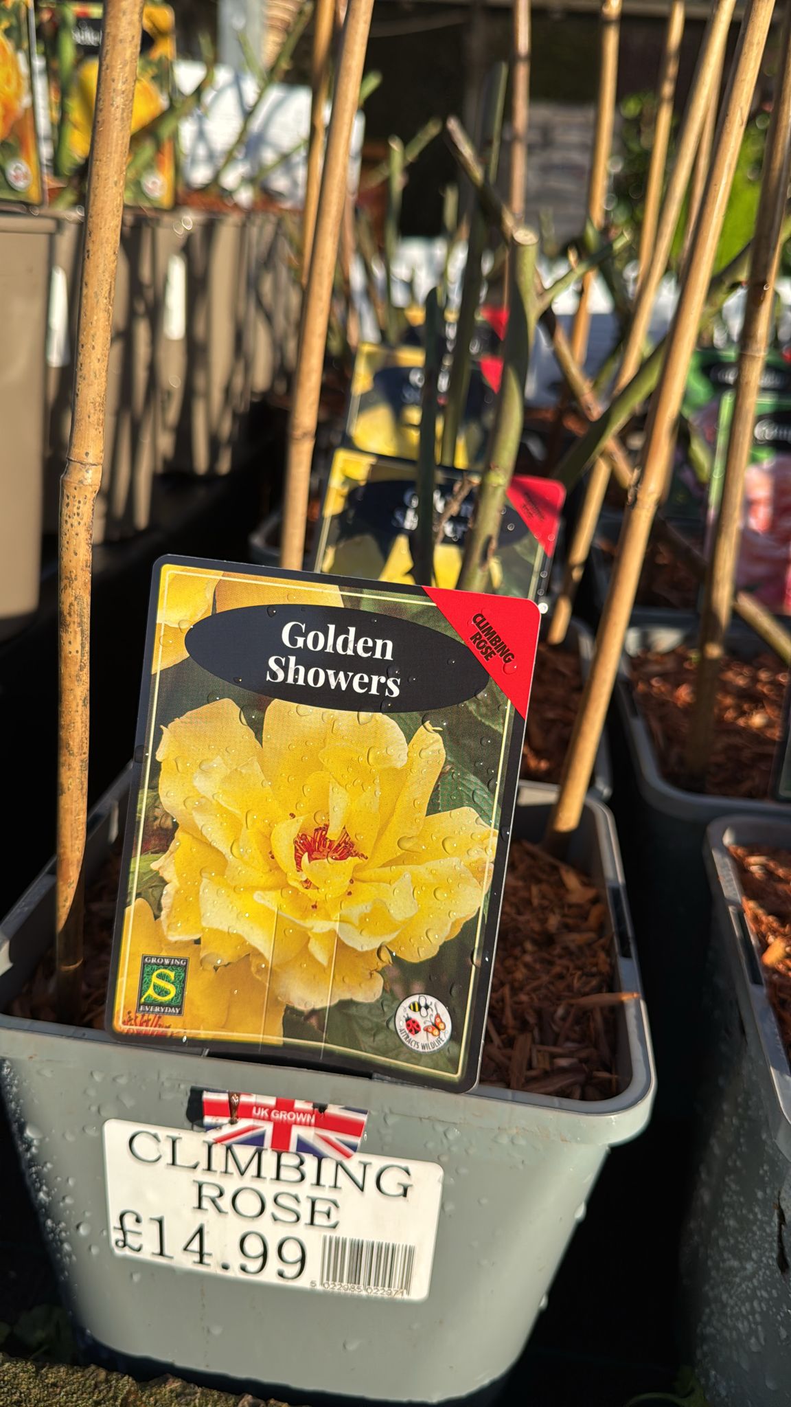 'Golden Showers' Climbing Rose 4L