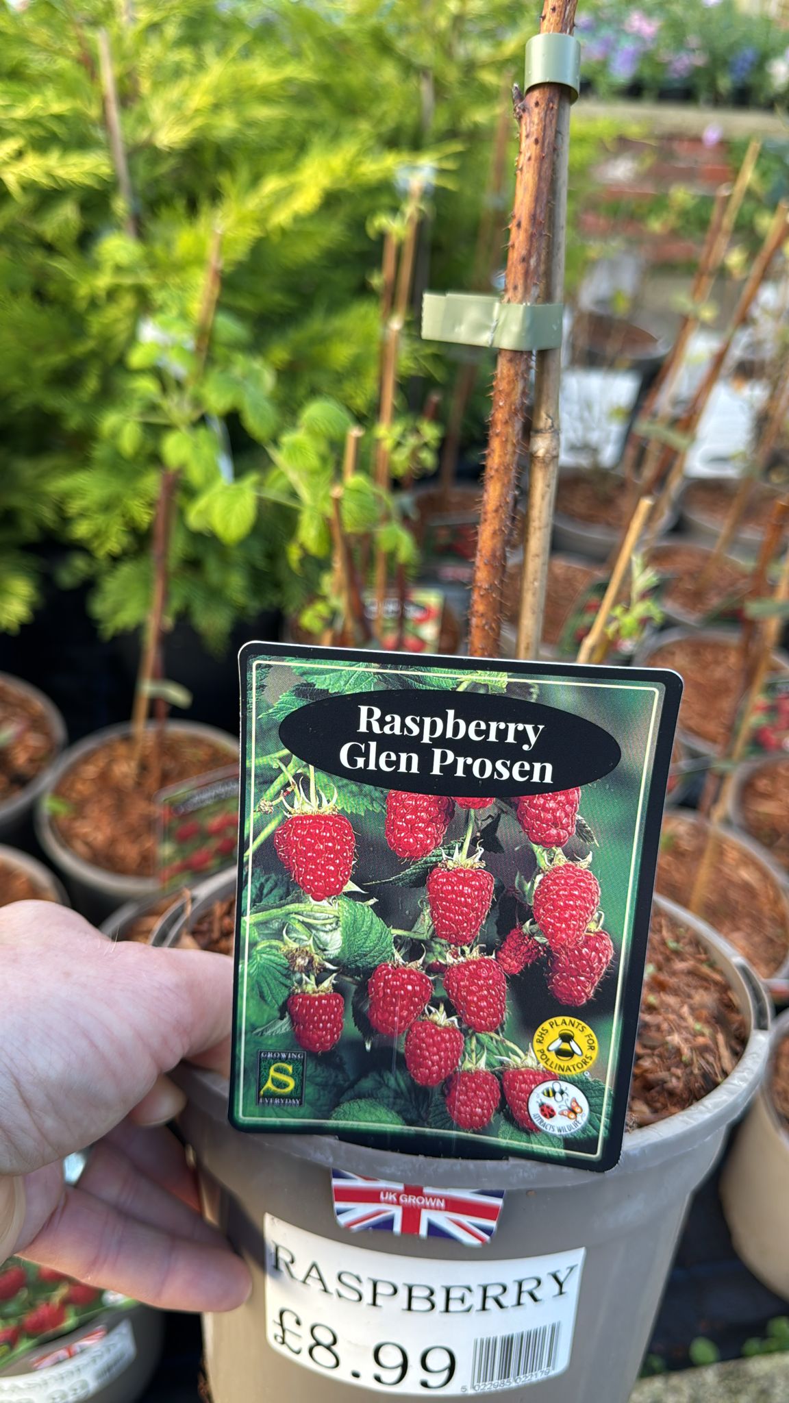 Raspberry Glen Prosen 3L