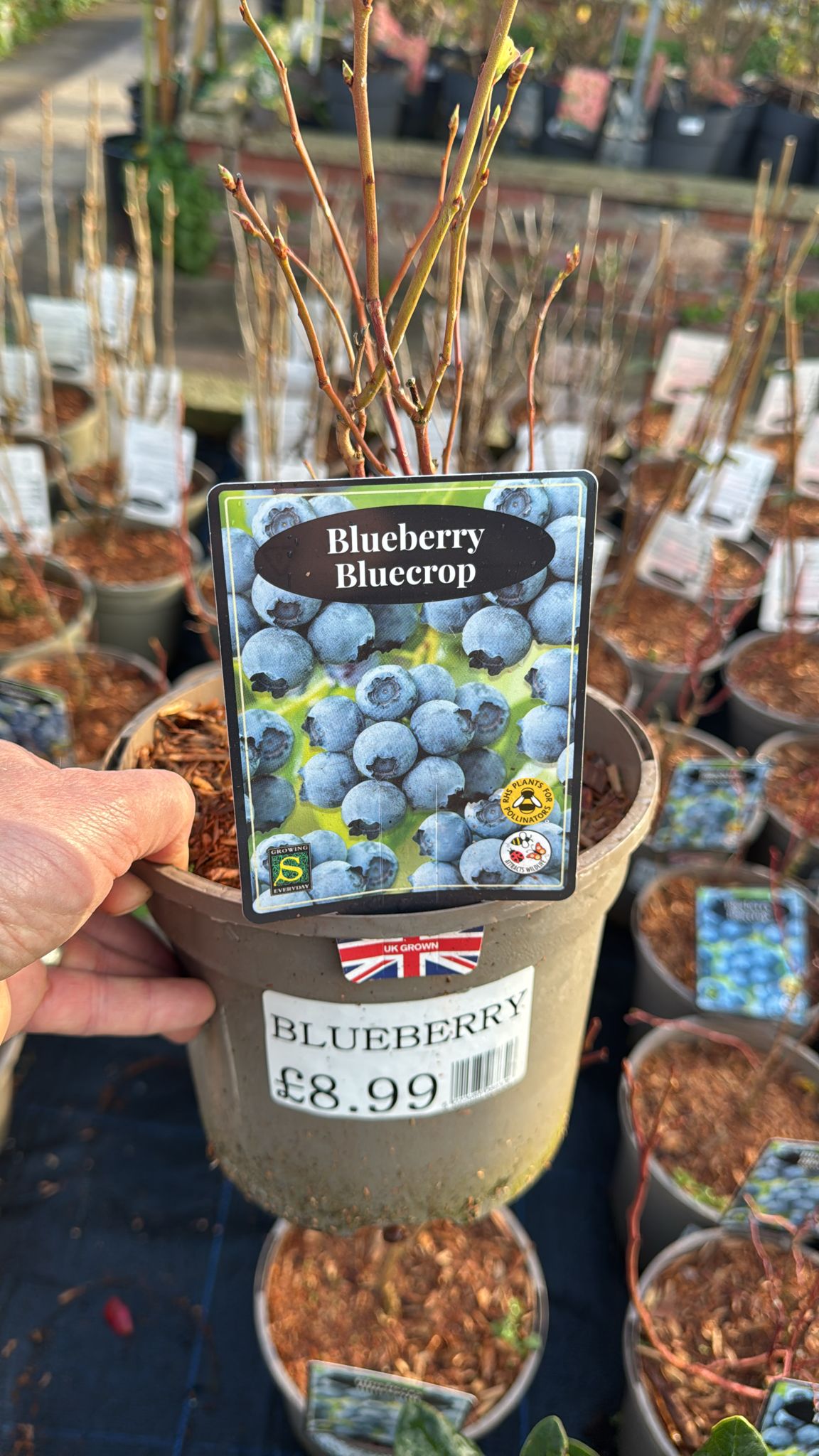 Blueberry Bluecrop 3L