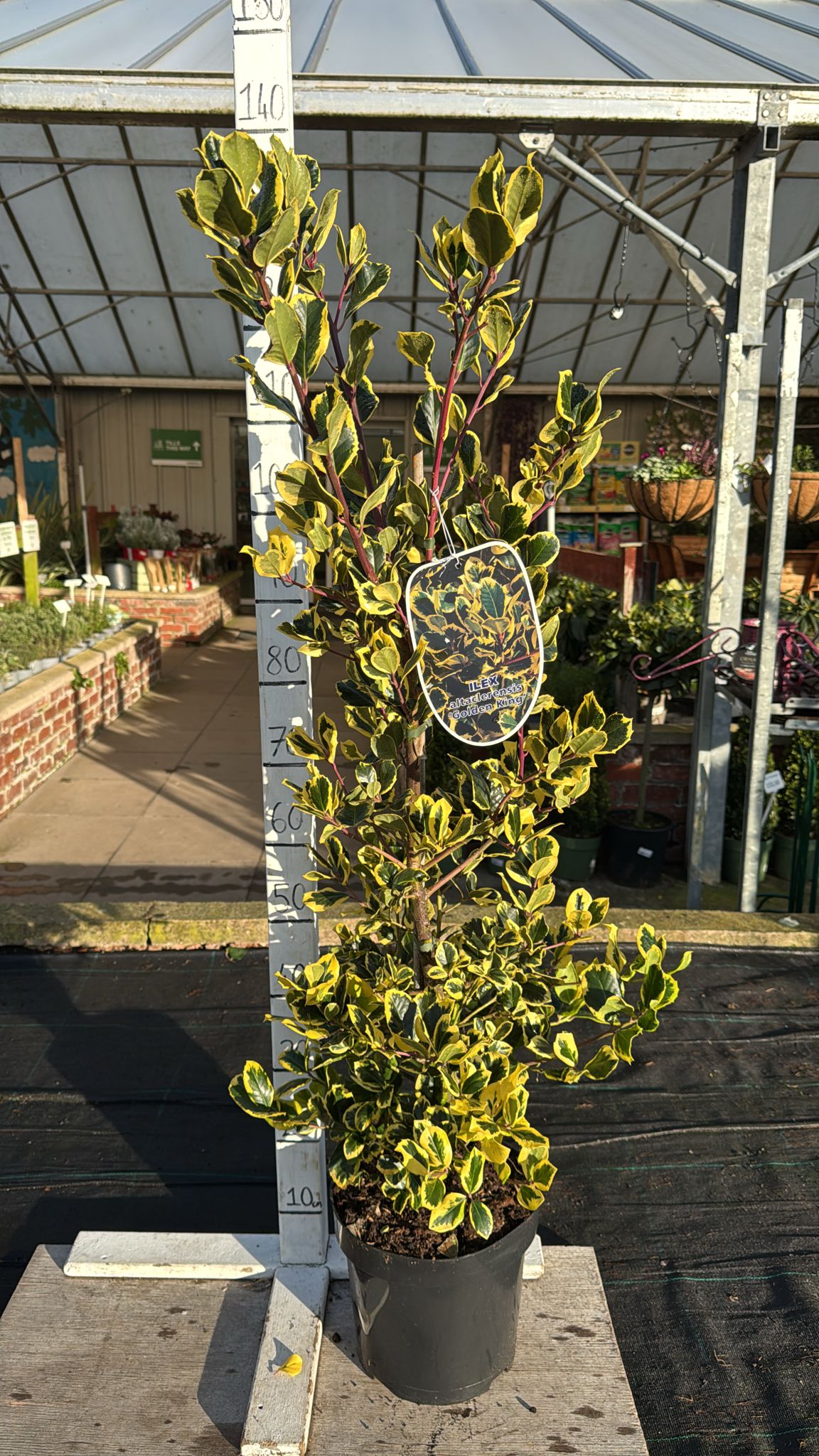 Holly Ilex Altaclerensis 'Golden King' 7.5L