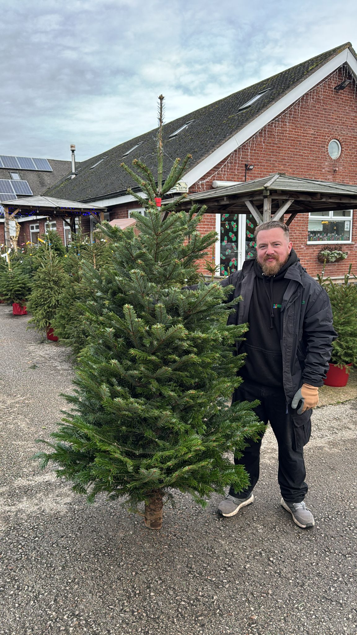 Premium Nordman 175-200cm. Red Label.