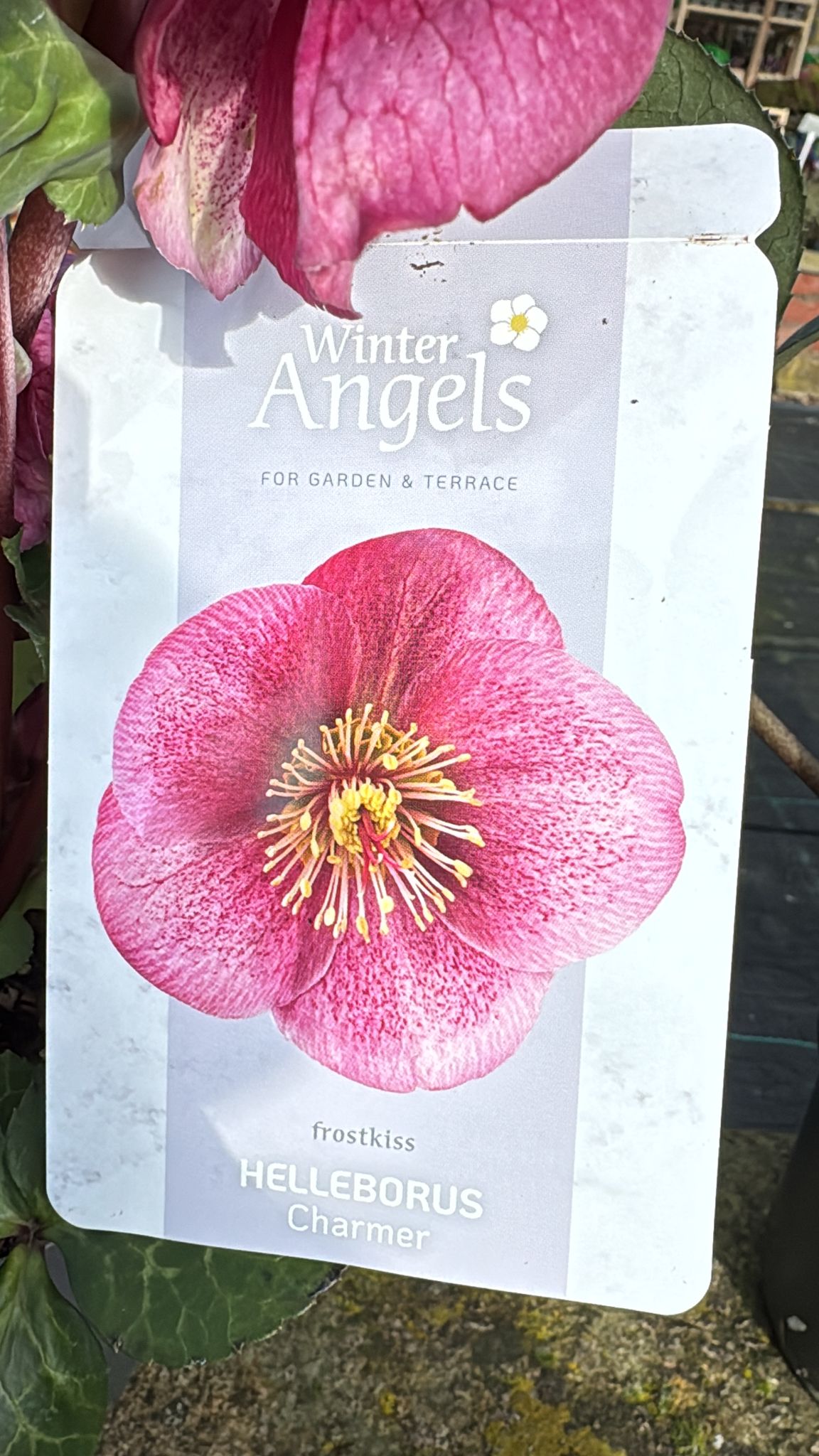 Helleborus 'Charmer' Frost Kiss' Collection