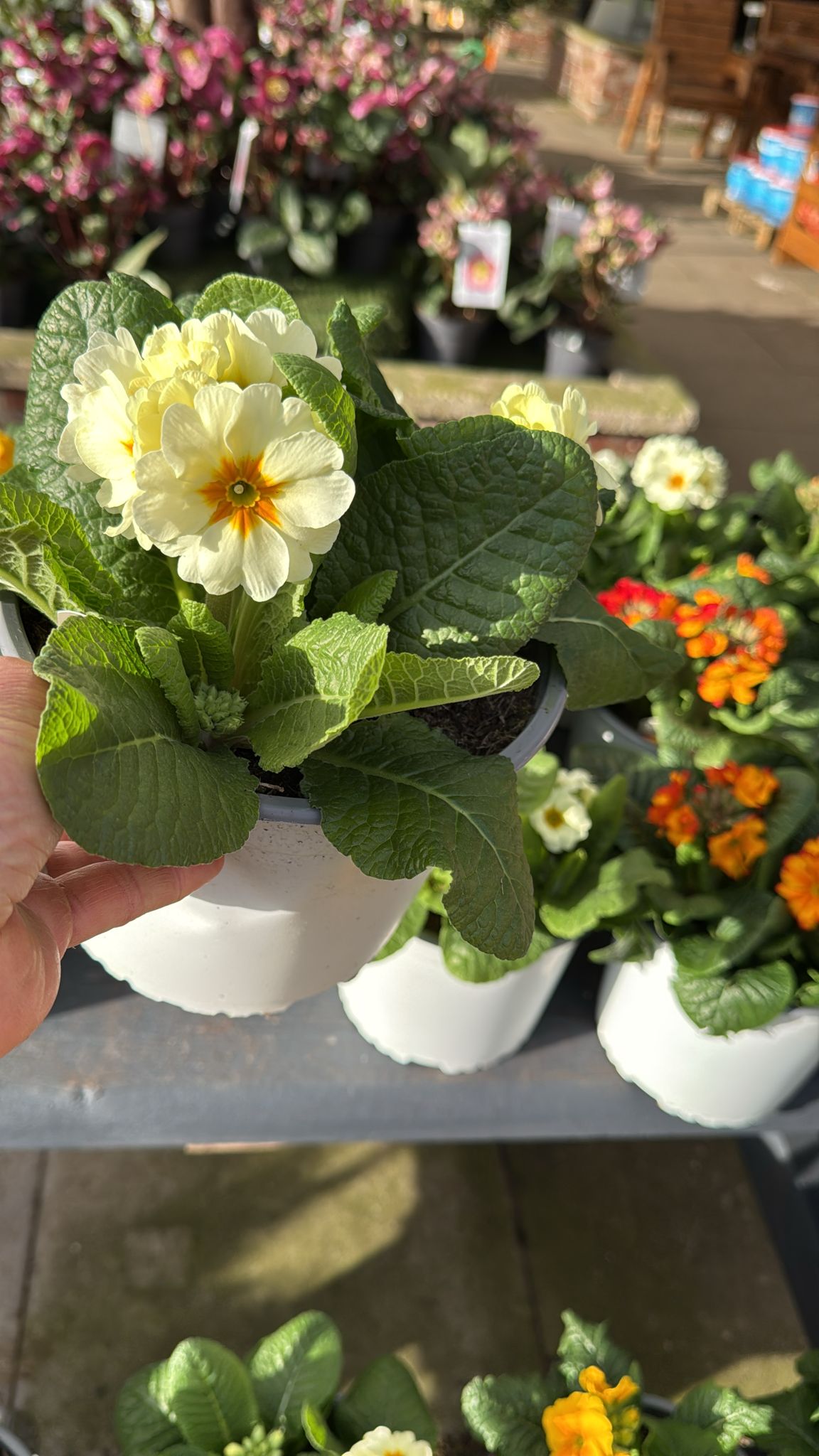 Polyanthus 3L pot- White