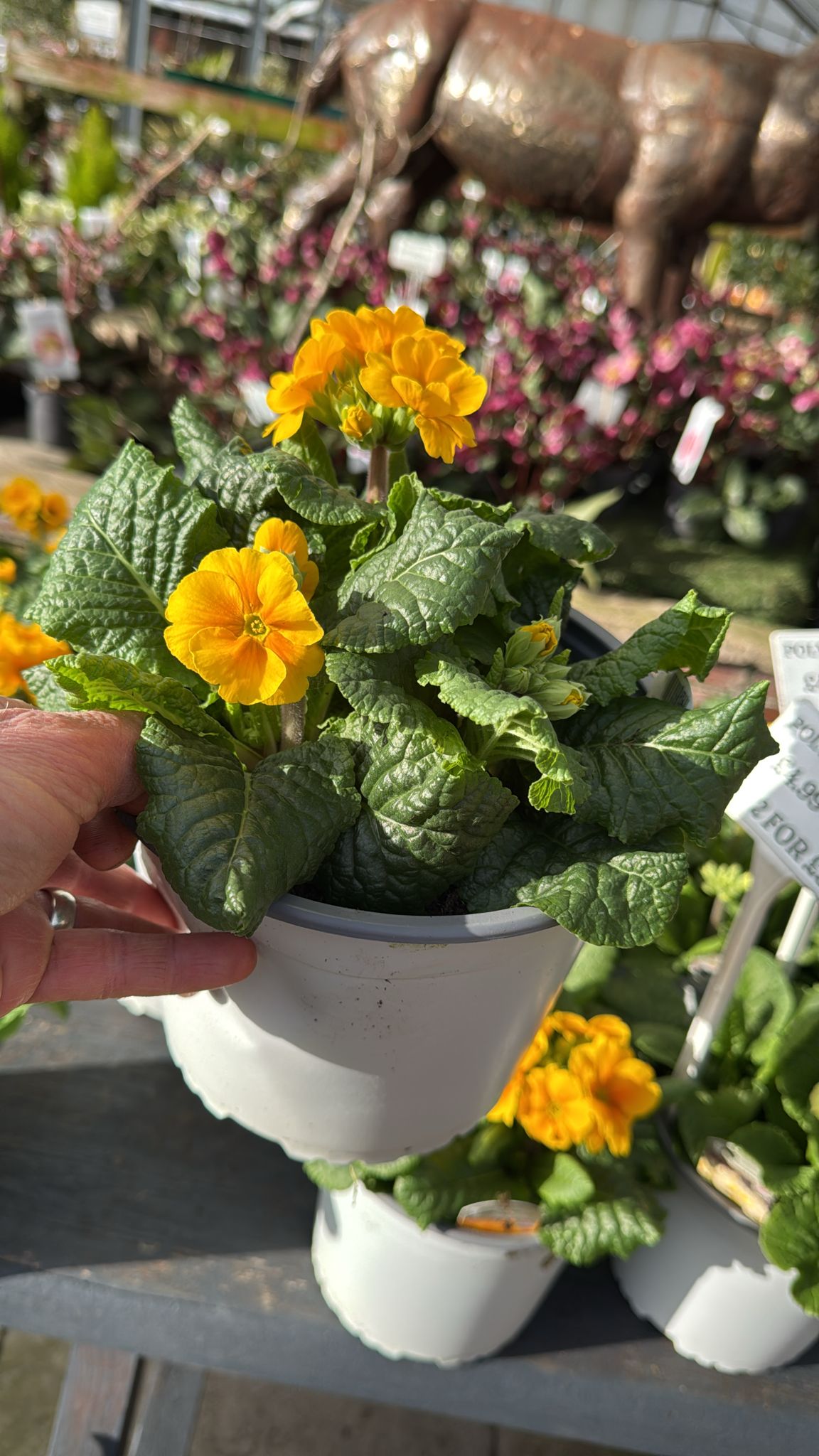 Polyanthus 3L pot- Yellow