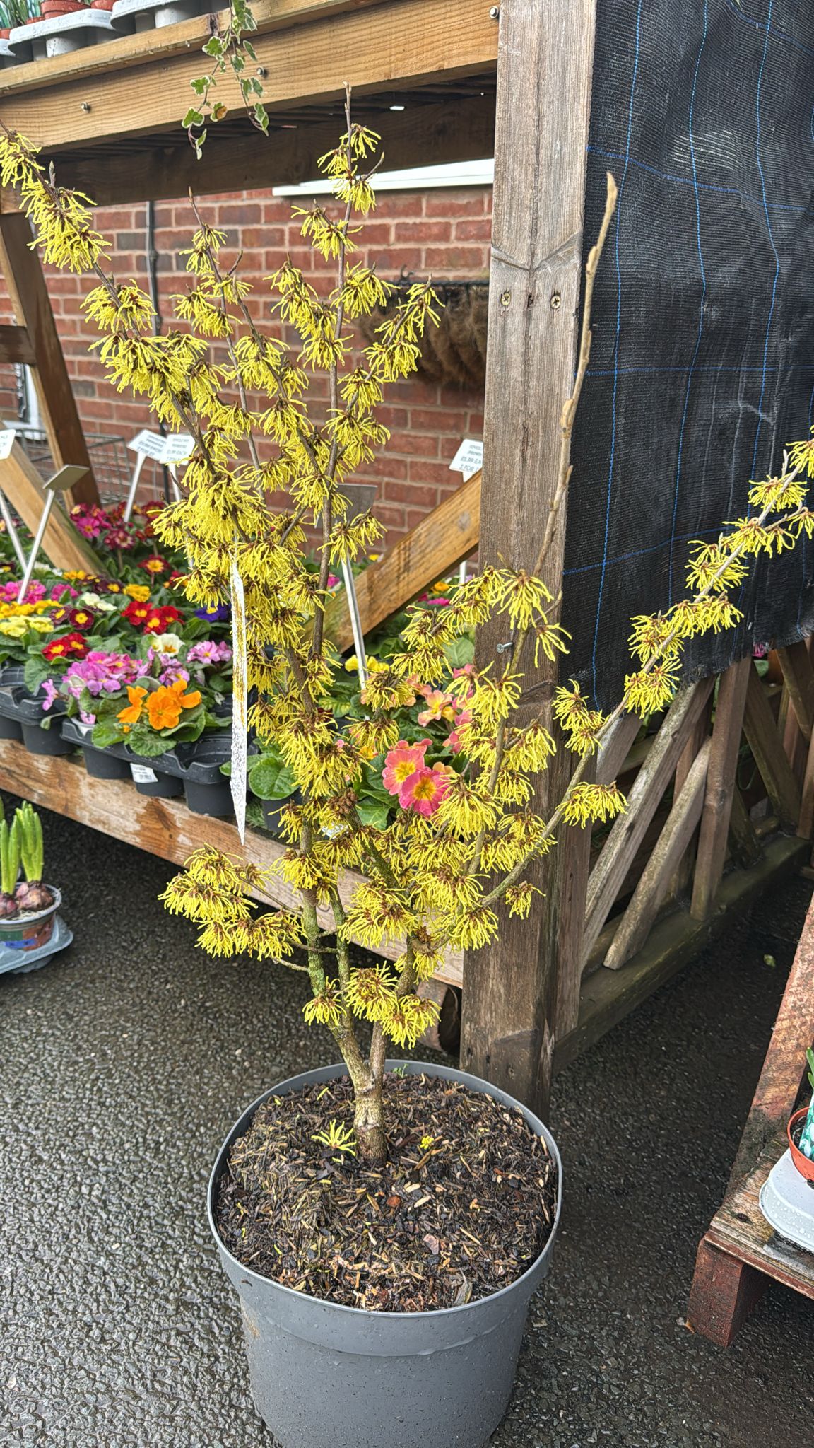 Witch Hazel