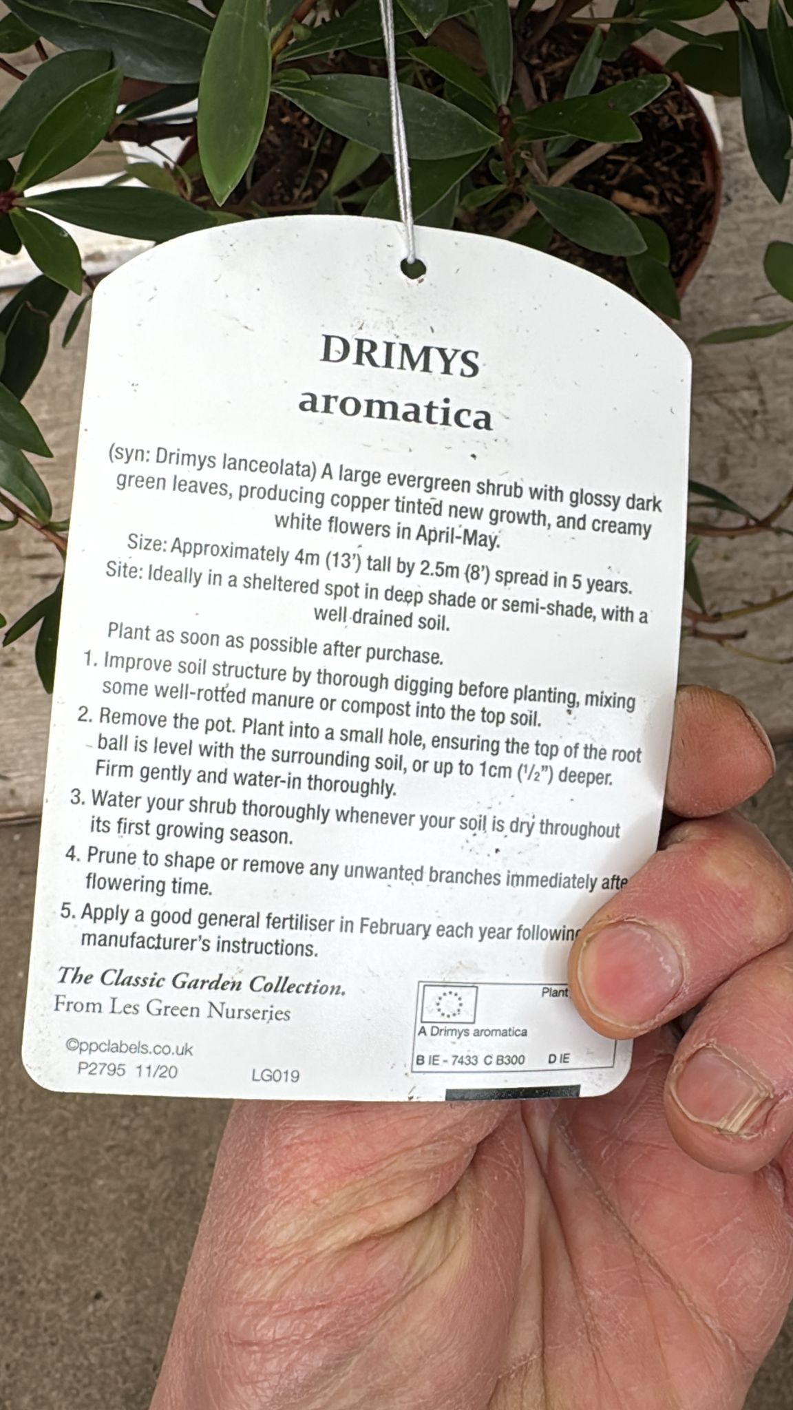 Drimys 'Aromatica' 5L