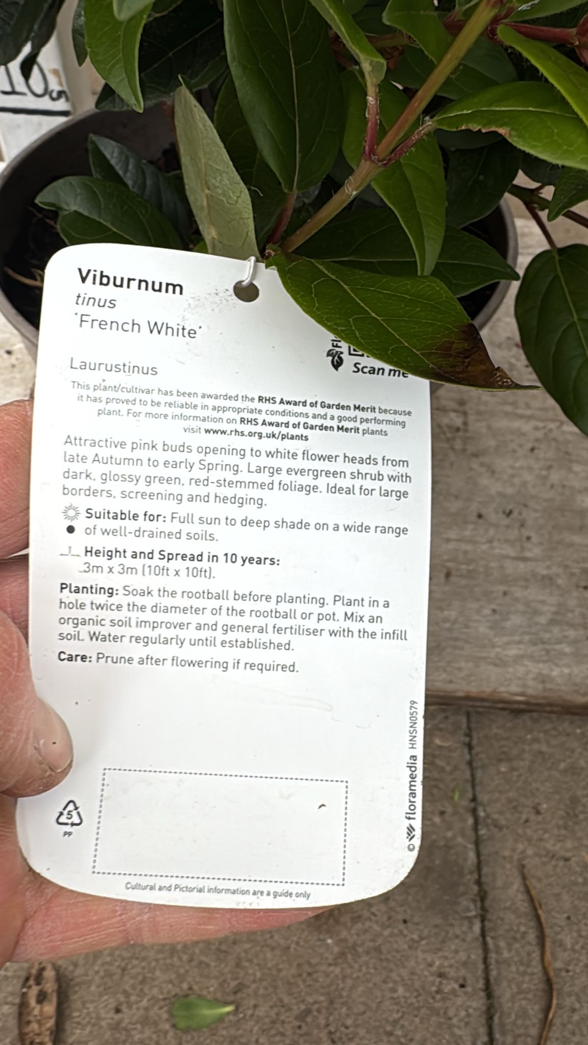 Viburmun 'French White' 5L