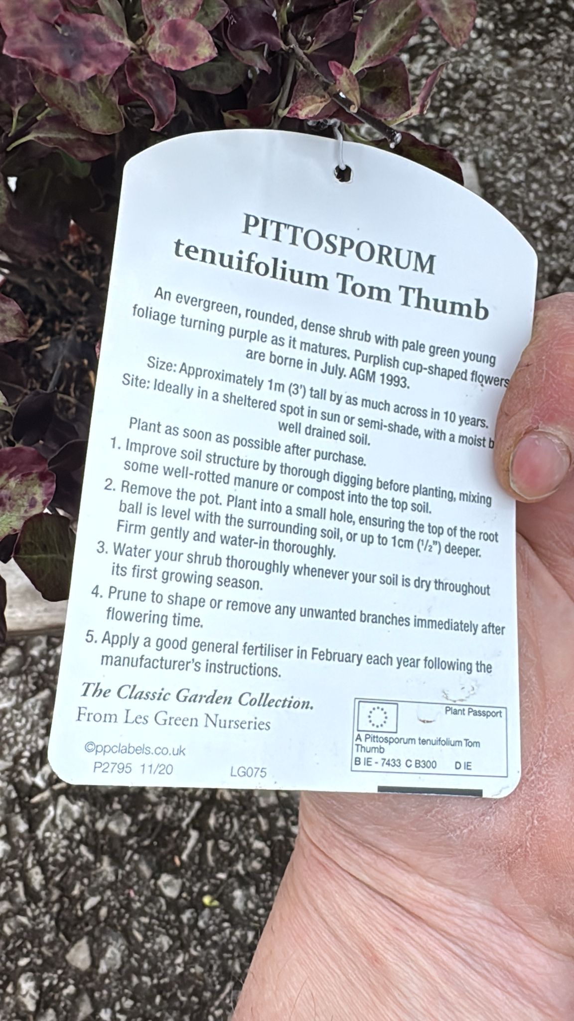Pittosporum 'Tom Thumb' 5L
