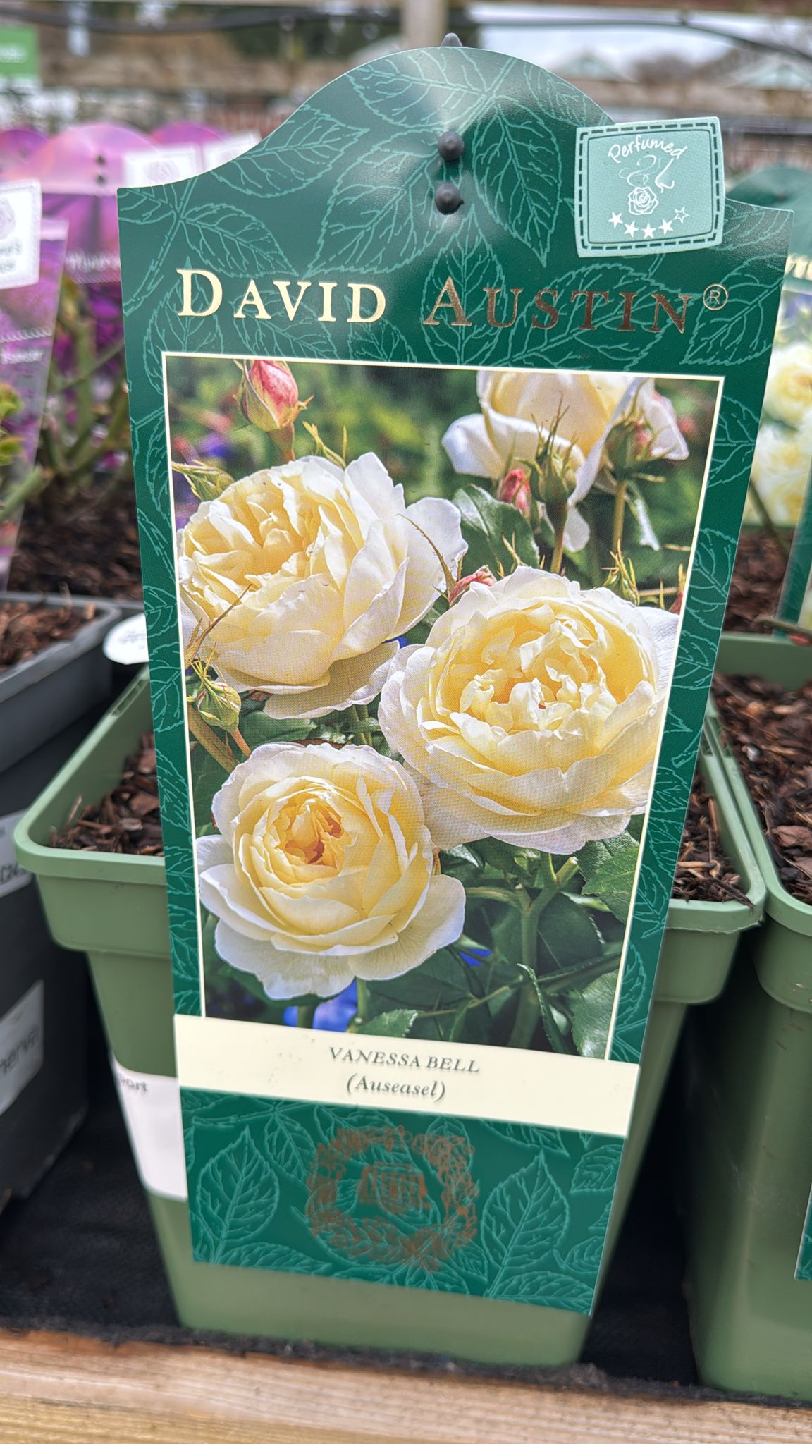 Vanessa Bell, David Austin Rose (Auseasel) 5L