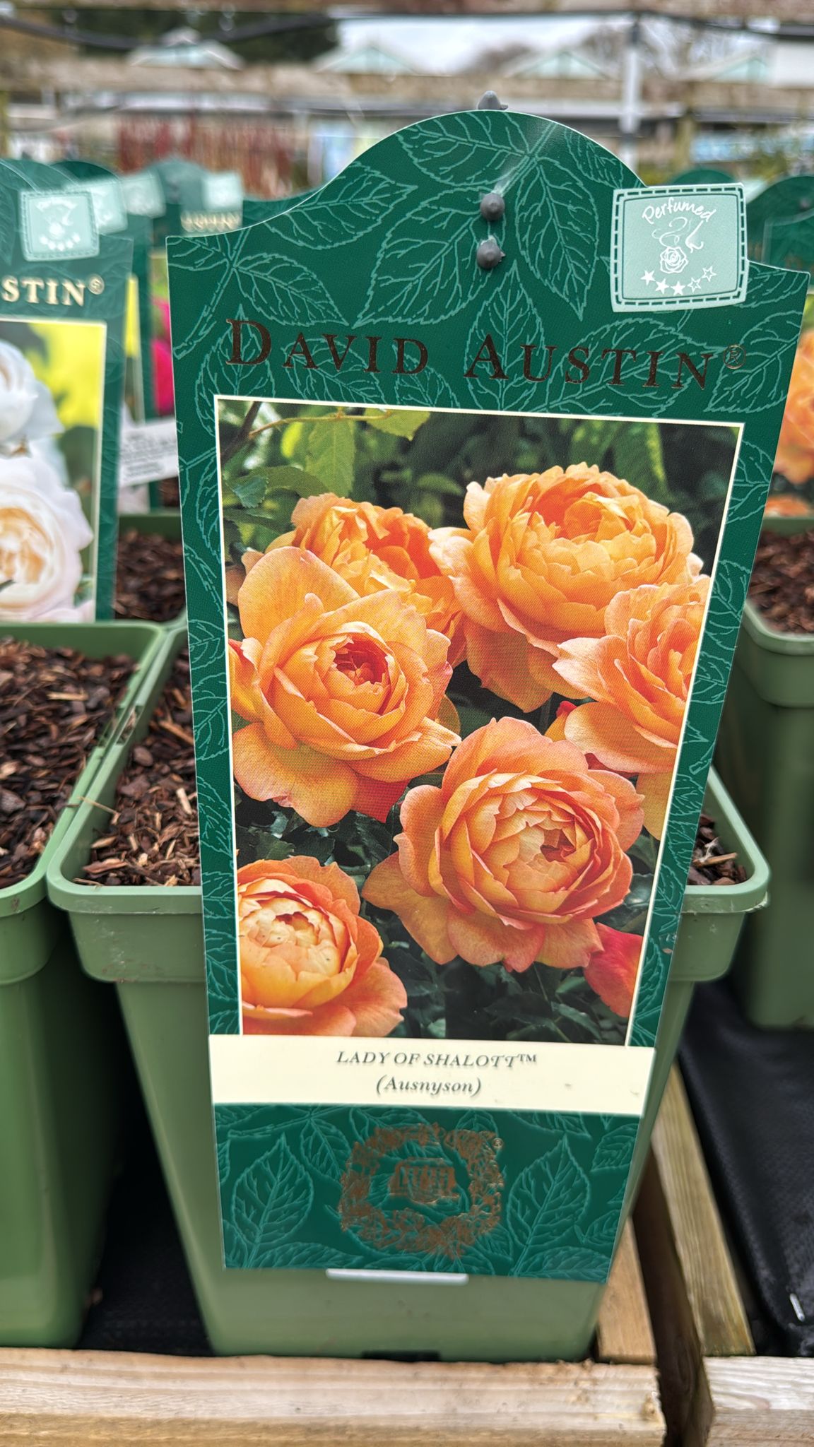 Lady of Shalott, David Austin Rose (Ausnyson) 5L.
