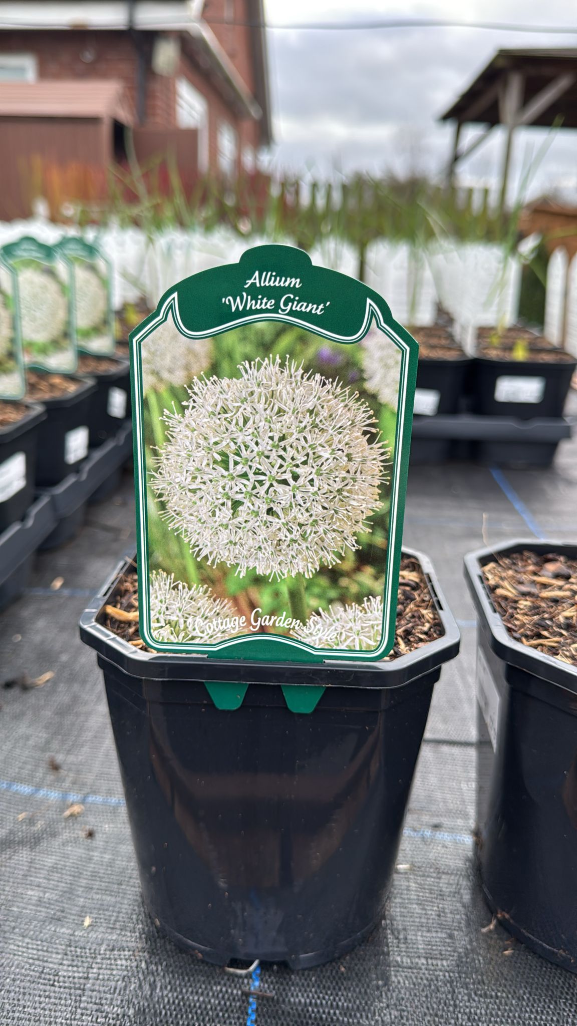 Allium 'white Giant' 2L