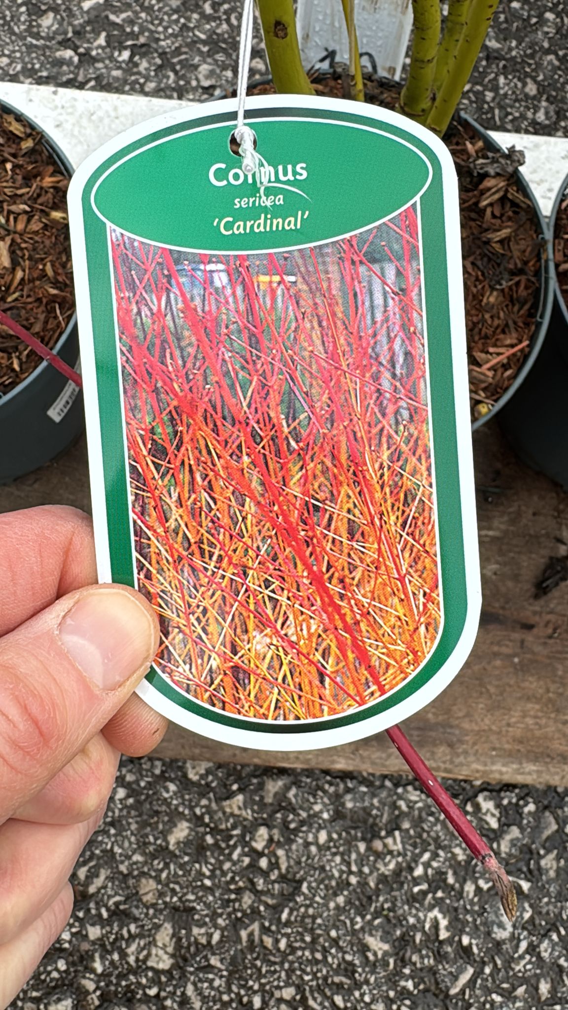 Cornus 3L