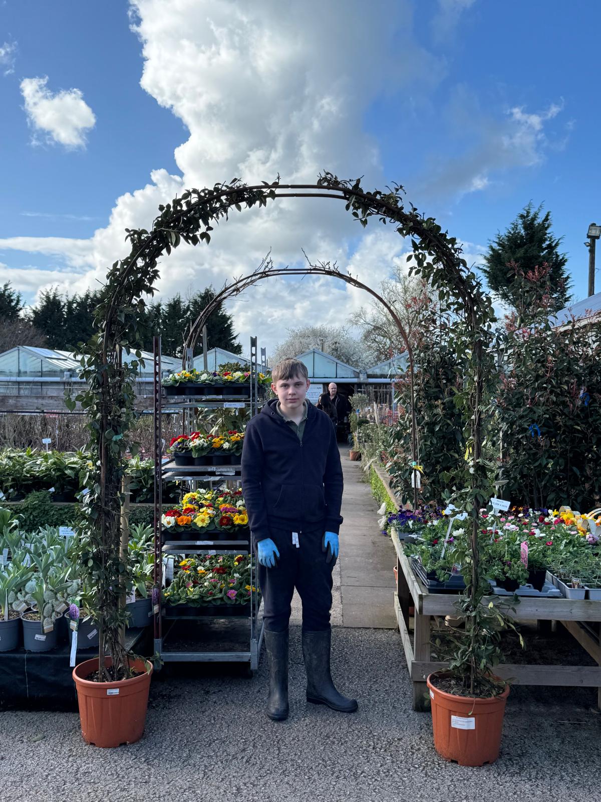 Trachelospernum Arch (local delivery/ collection only).