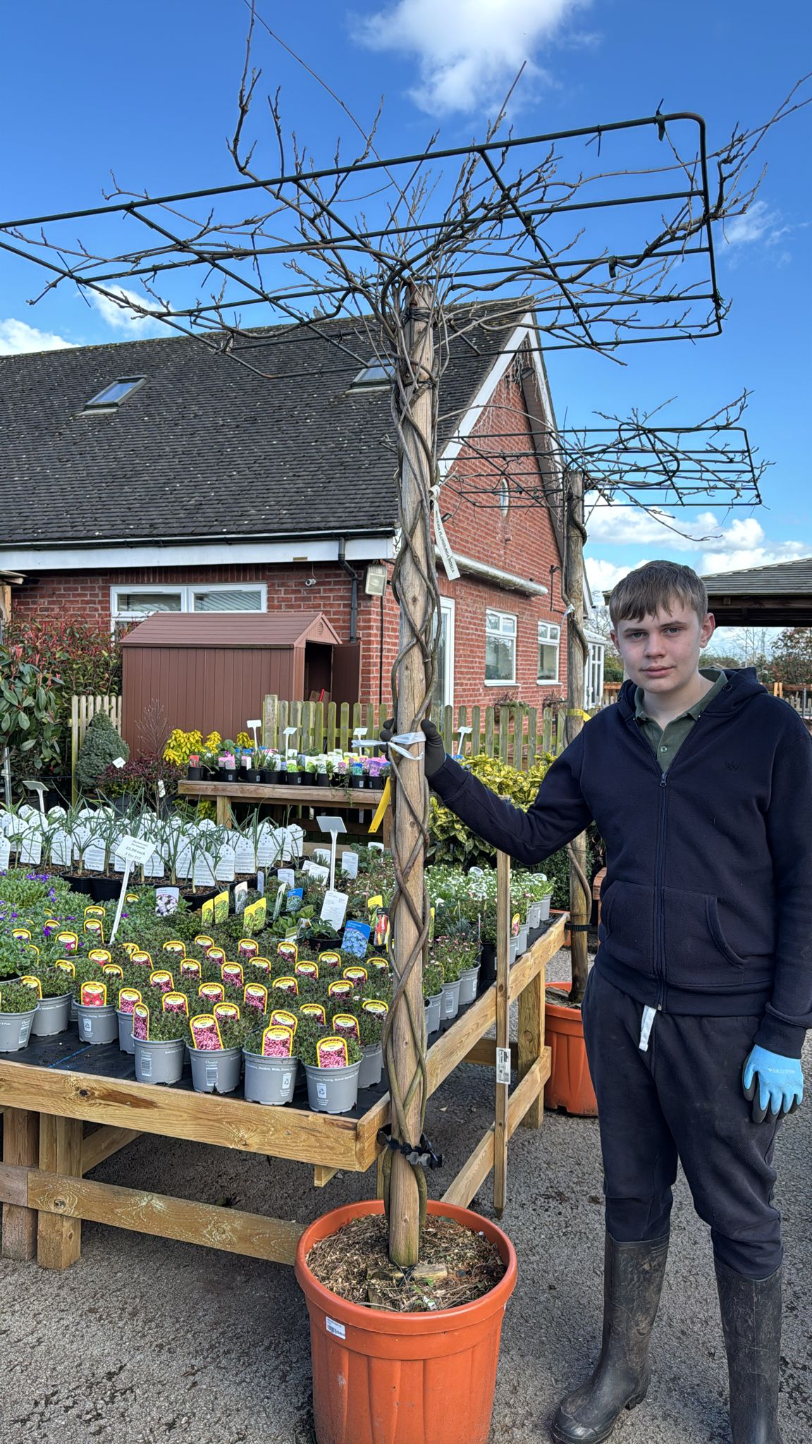 Wisteria Roof on Stem (local Delivery/ colllection).