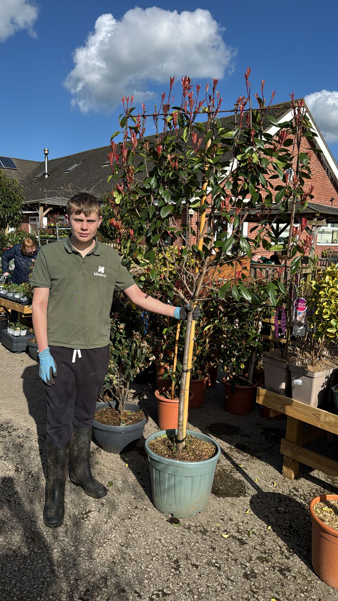 Photinia Red Robin large frame (localdelivery/ collection).