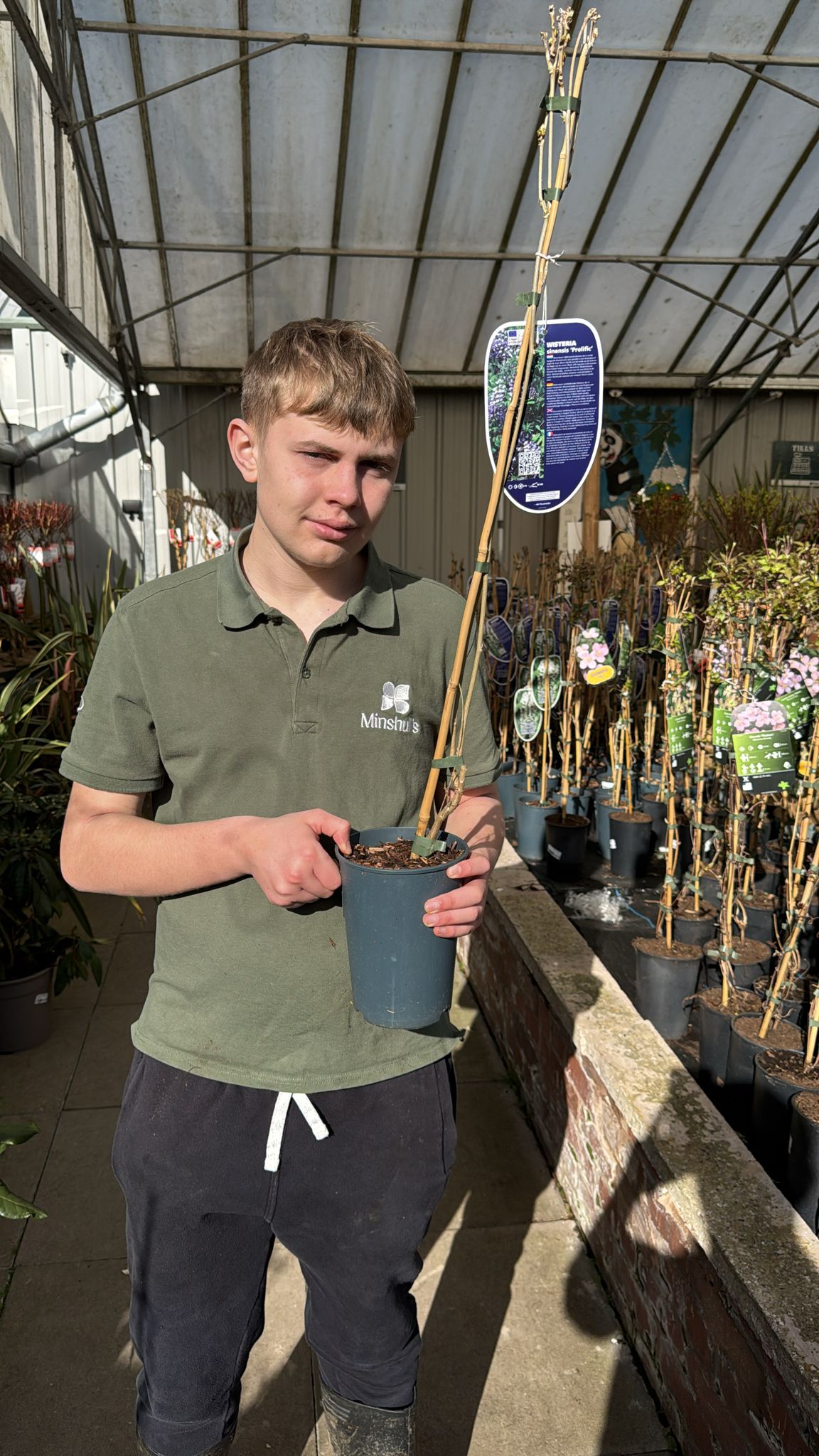 Wisteria Floribunda 'Shiro Noda'. 2L