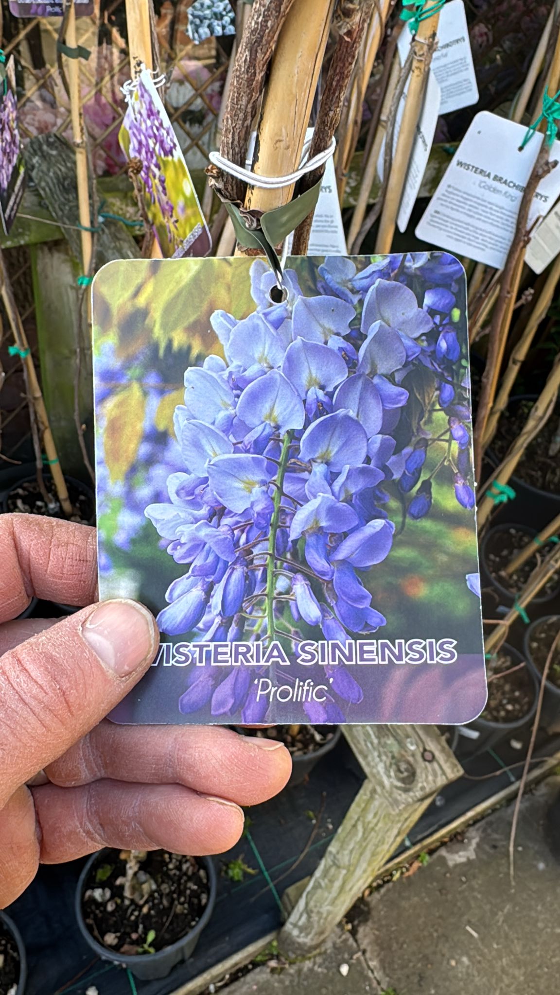 Wisteria Sinensis 'Prolific 3L Pot