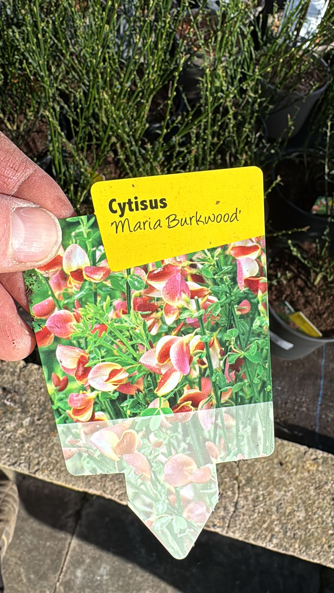 Cyrus's Broom 'Maria Burkwood' 3L