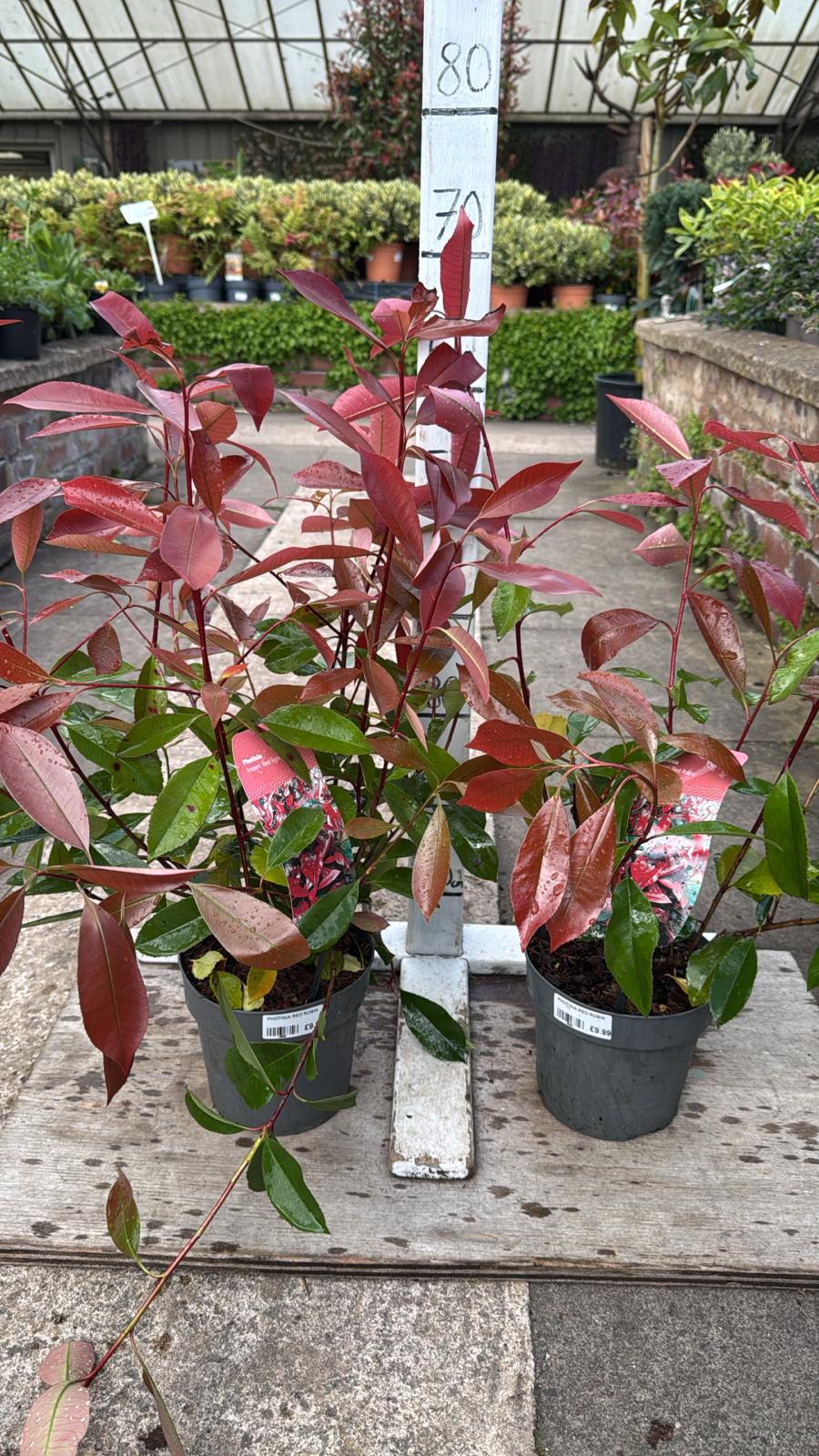 Photinia Red Robin 2L