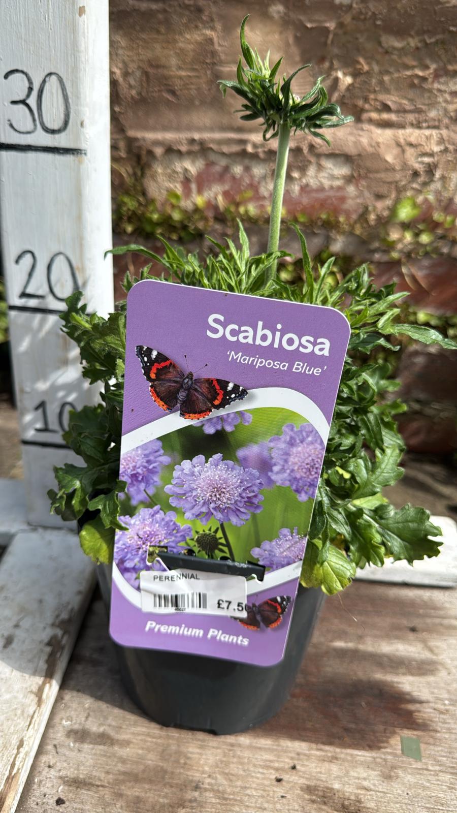 Scabiosa Marisa Blue 2L