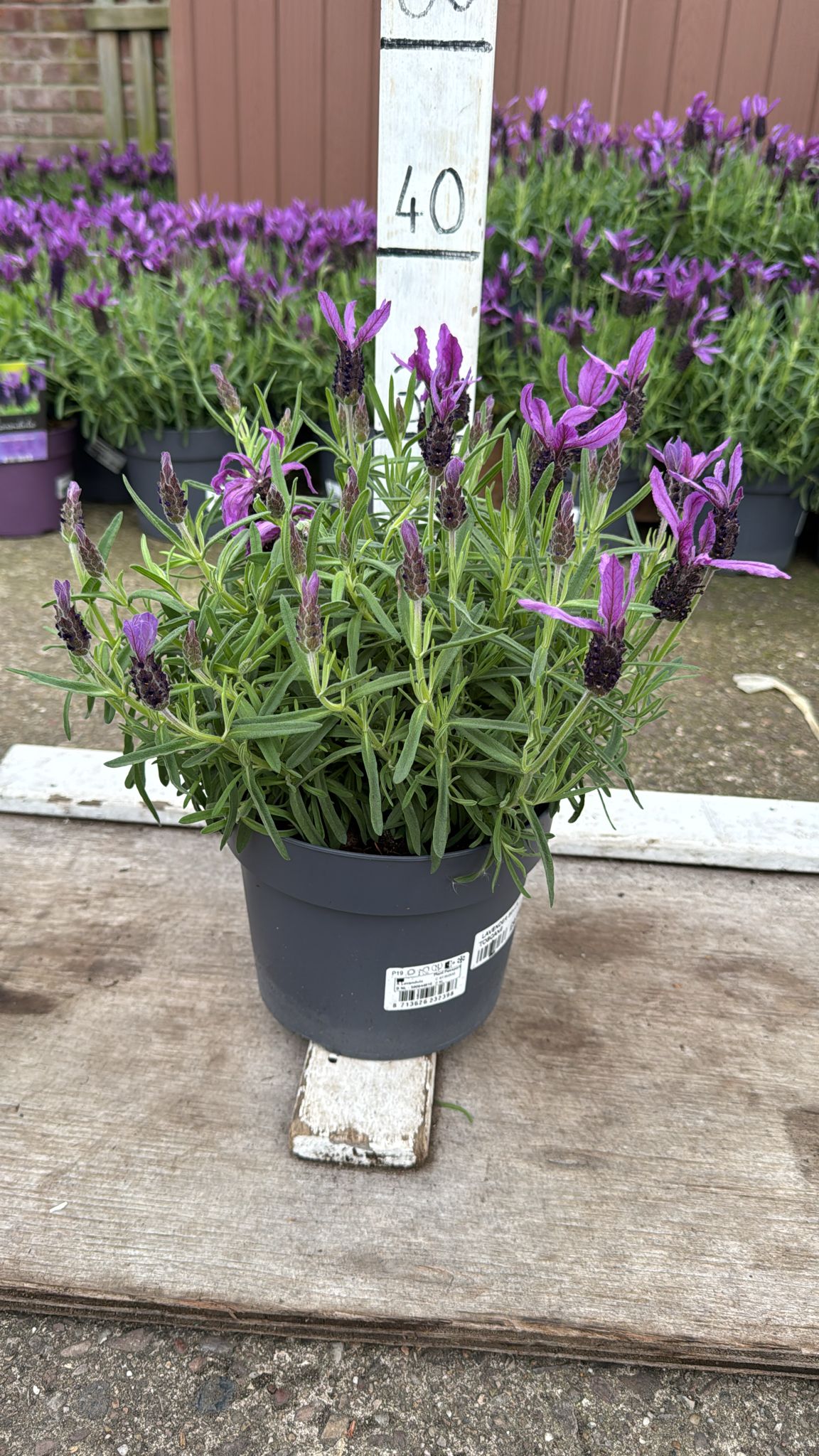 Lavender Bella Toscane 3L