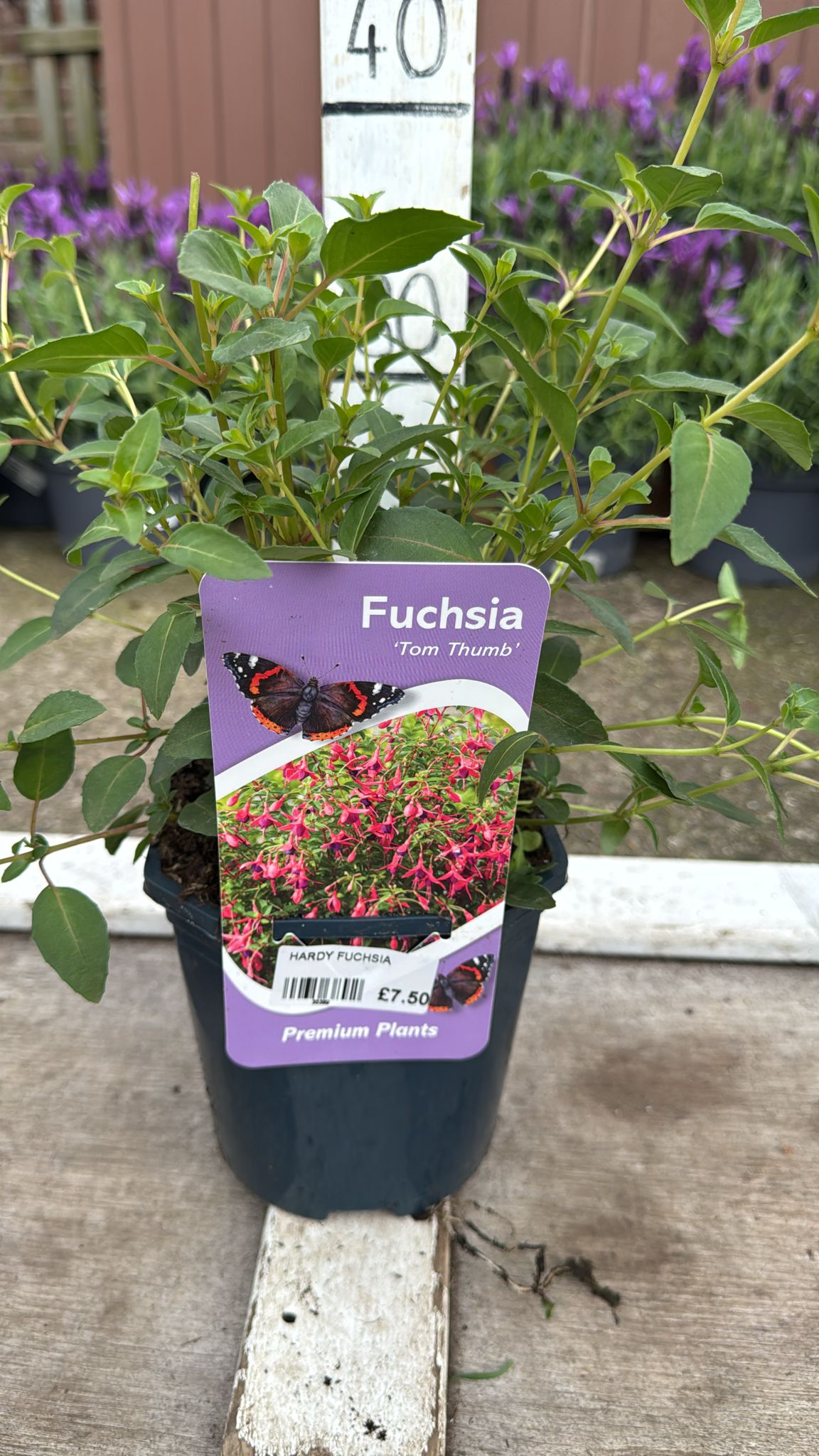 Hardy Fuchsia 'Tom Thumb 2L